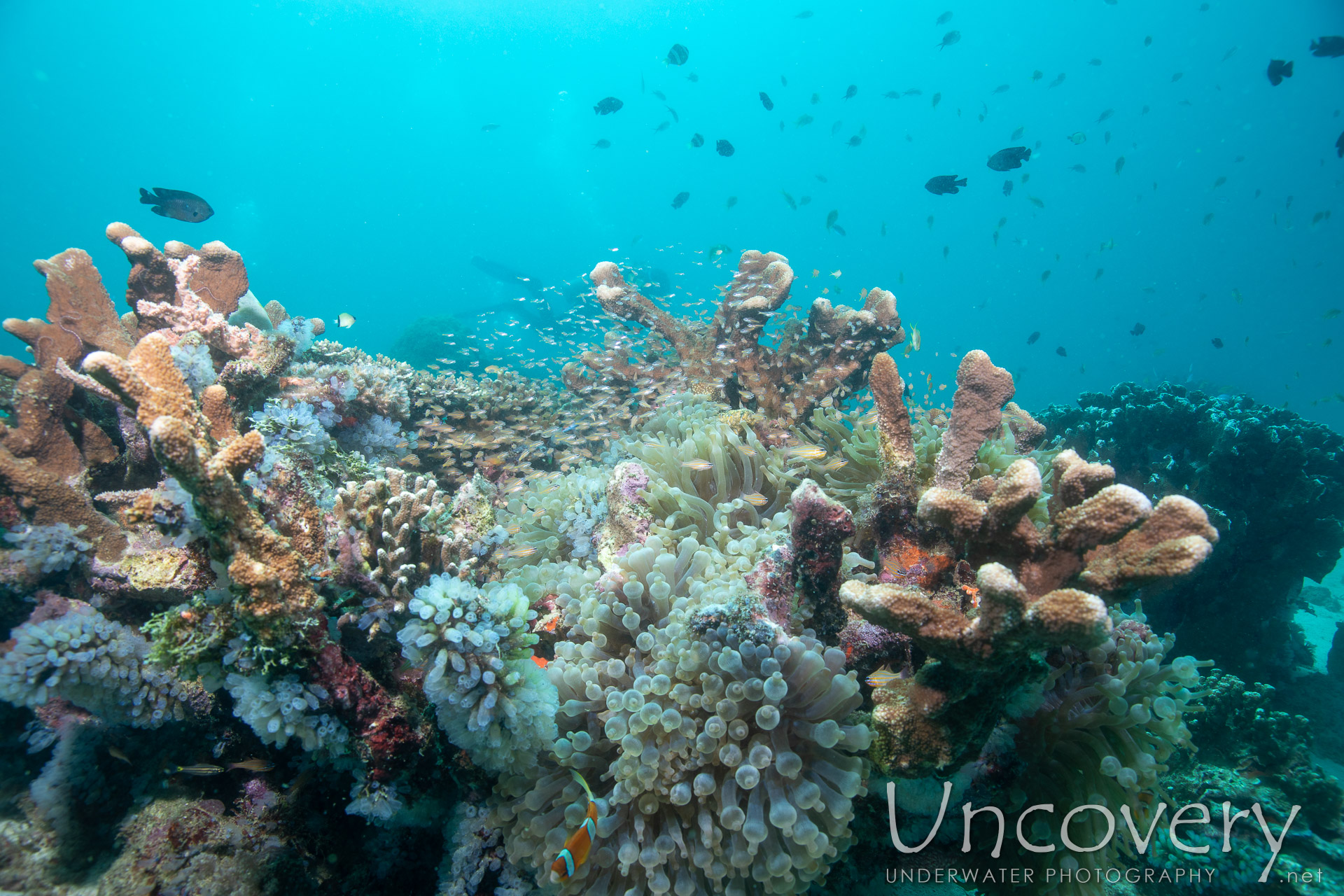 Coral, photo taken in Philippines, Negros Oriental, Apo Island, Chapel Point