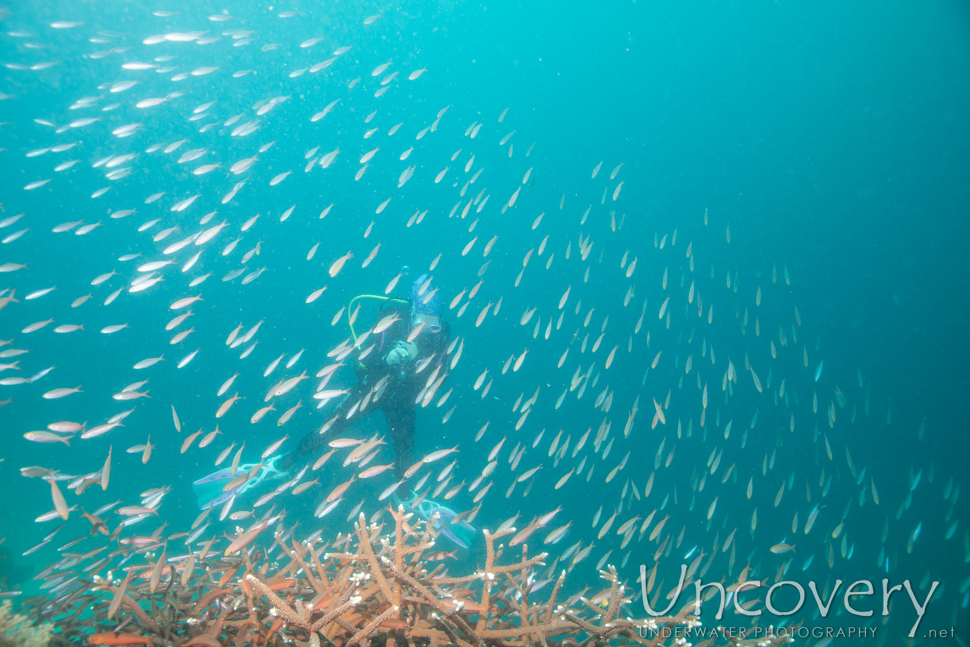 Coral, photo taken in Philippines, Negros Oriental, Apo Island, Chapel Point