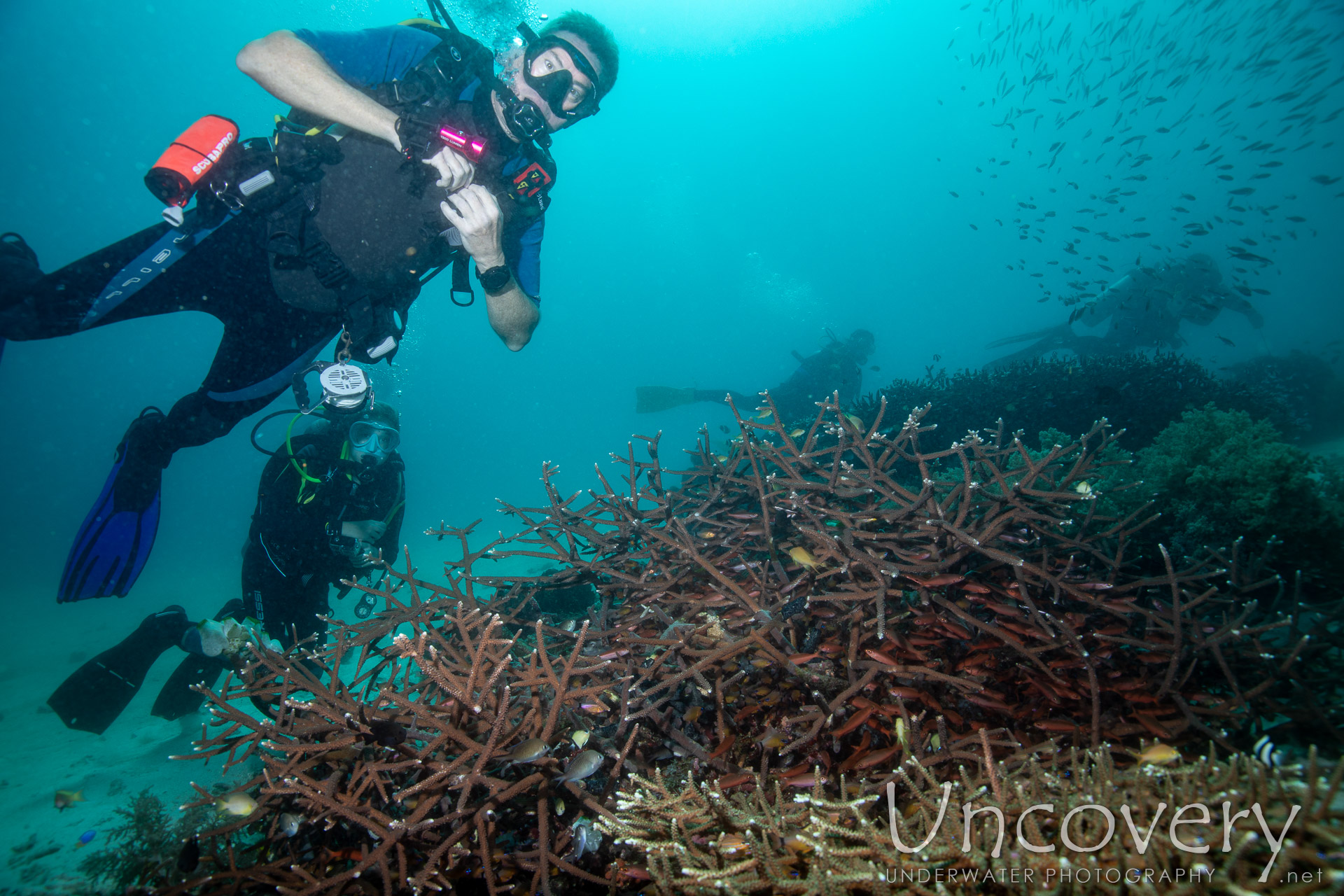 Coral, photo taken in Philippines, Negros Oriental, Apo Island, Chapel Point