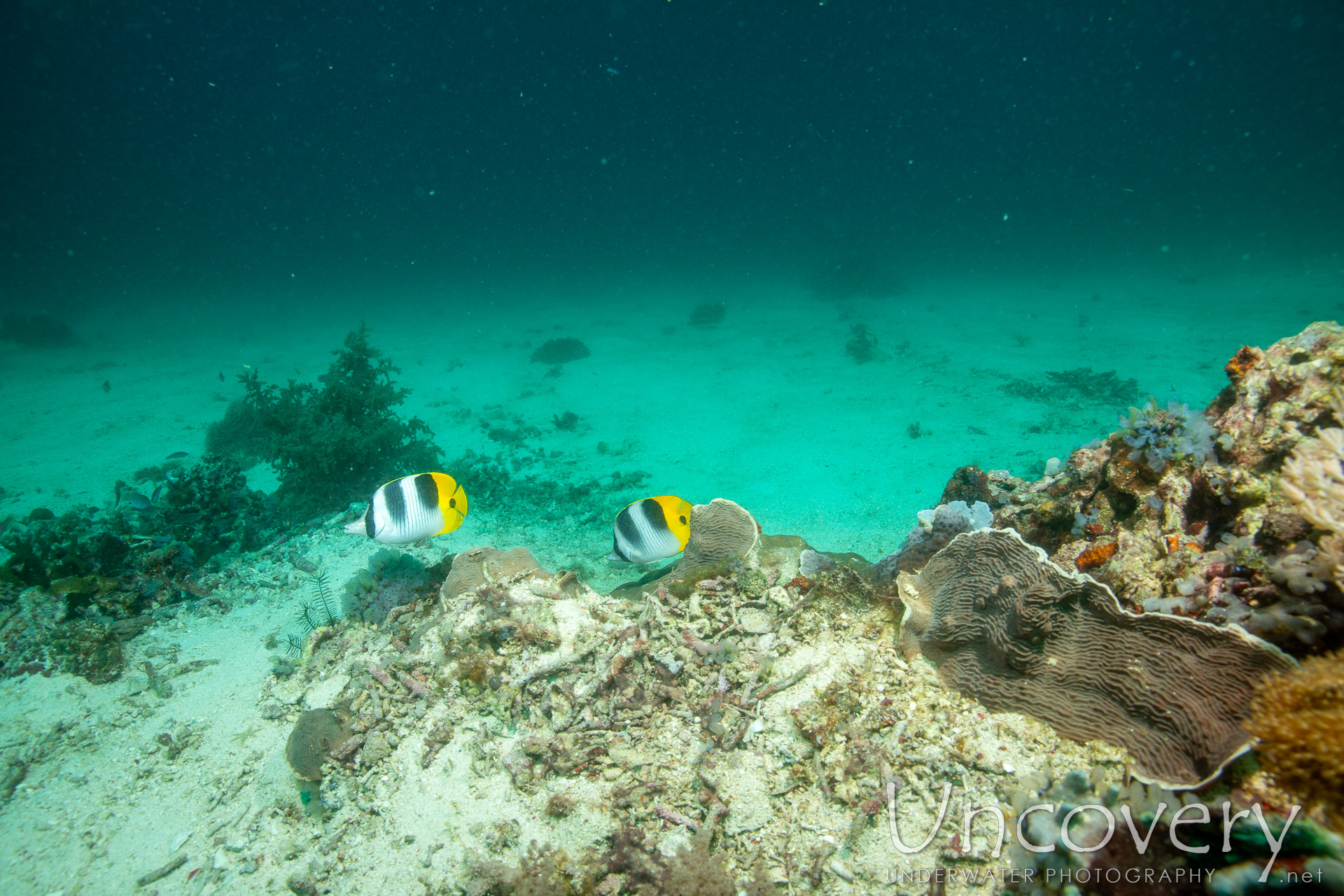 Coral, photo taken in Philippines, Negros Oriental, Apo Island, Chapel Point