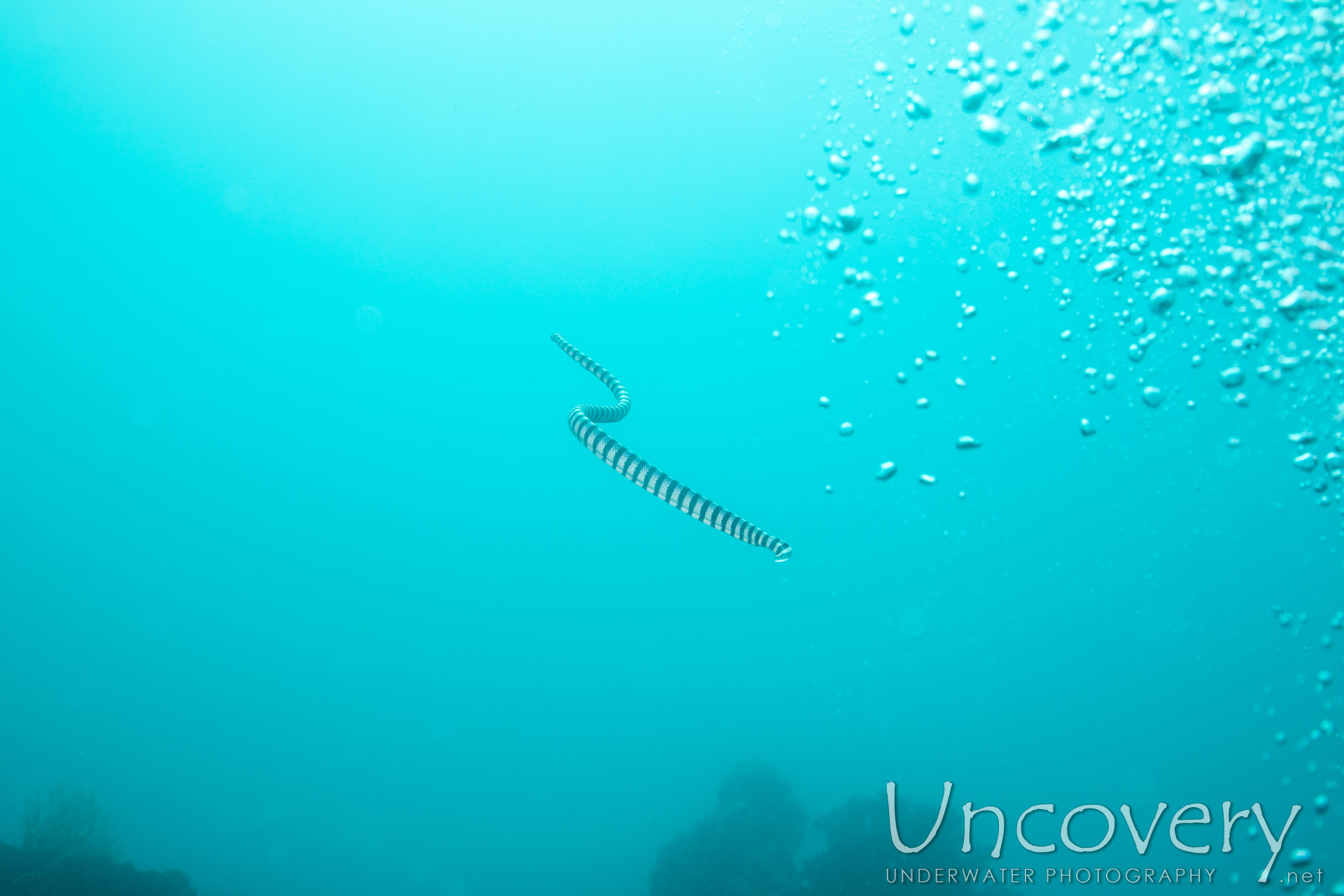 Banded Sea Krait (laticauda Colubrina), photo taken in Philippines, Negros Oriental, Apo Island, Chapel Point