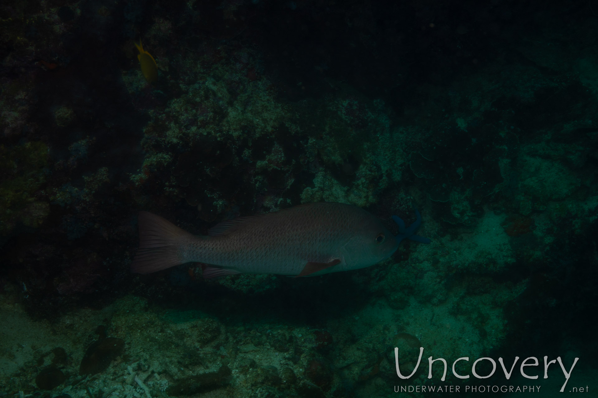 Coral, photo taken in Philippines, Negros Oriental, Apo Island, Chapel Point