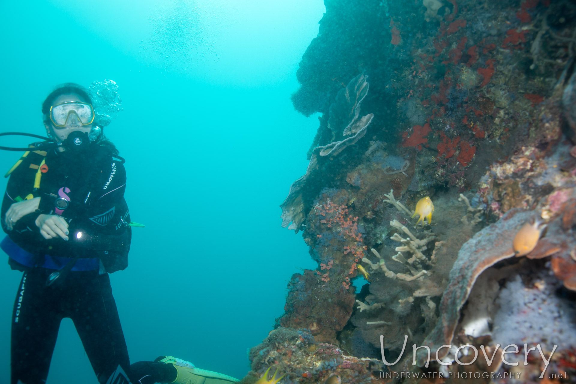 Coral, photo taken in Philippines, Negros Oriental, Apo Island, Chapel Point