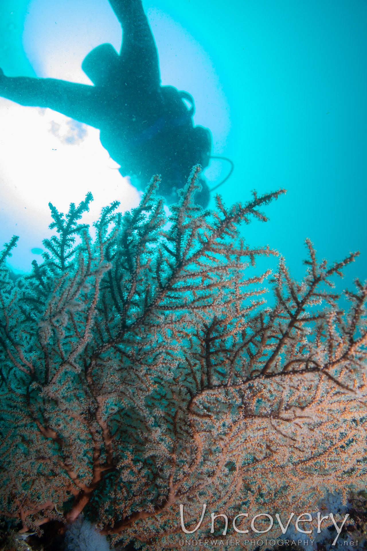 Coral, photo taken in Philippines, Negros Oriental, Apo Island, Chapel Point