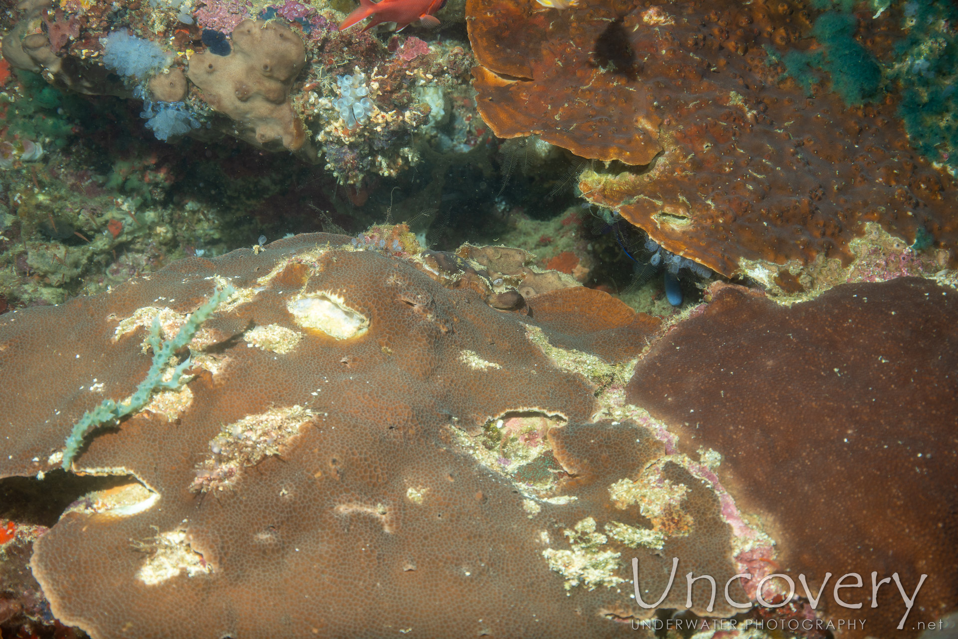 Coral, photo taken in Philippines, Negros Oriental, Apo Island, Chapel Point