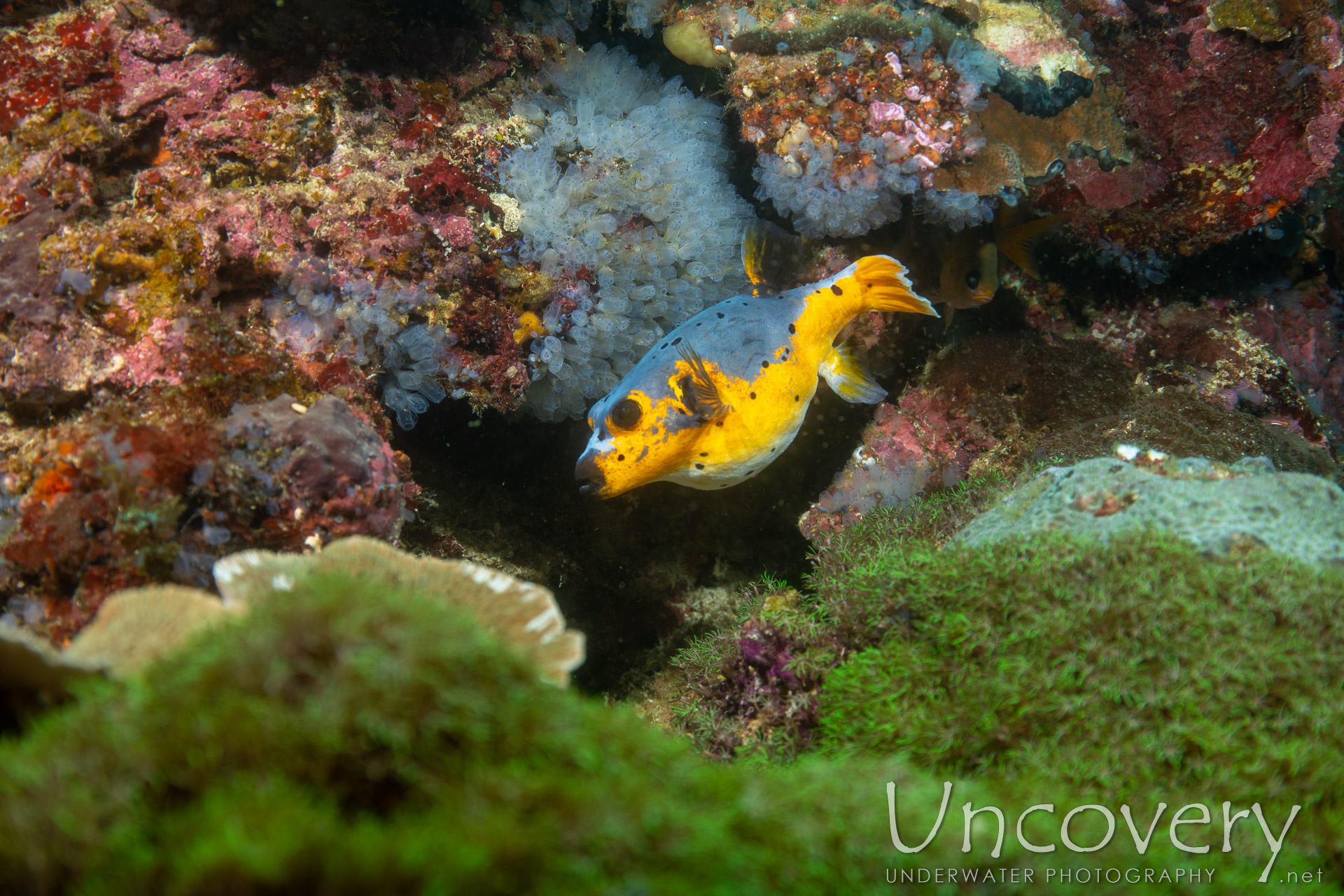 Coral, photo taken in Philippines, Negros Oriental, Apo Island, Chapel Point