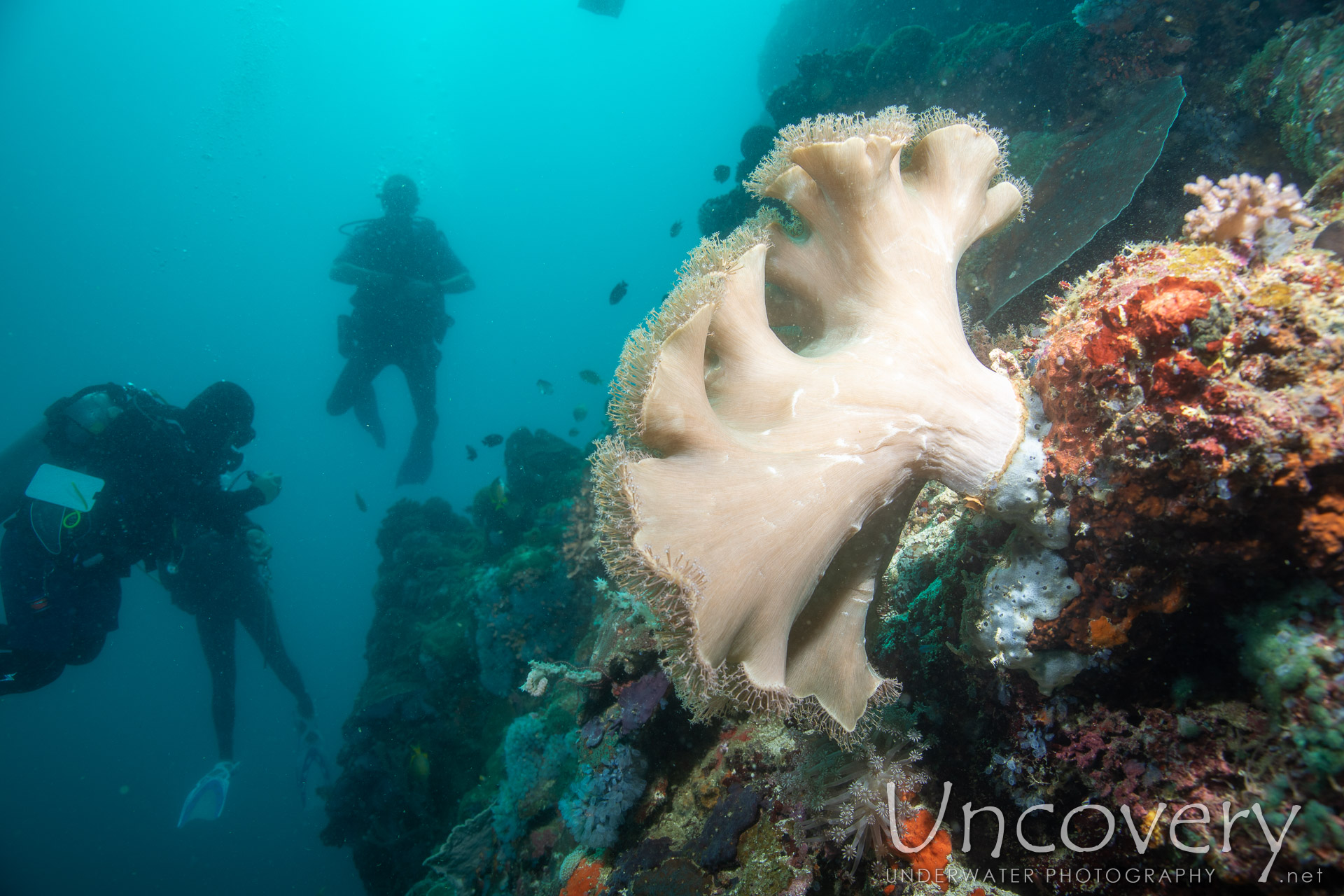 Coral, photo taken in Philippines, Negros Oriental, Apo Island, Chapel Point