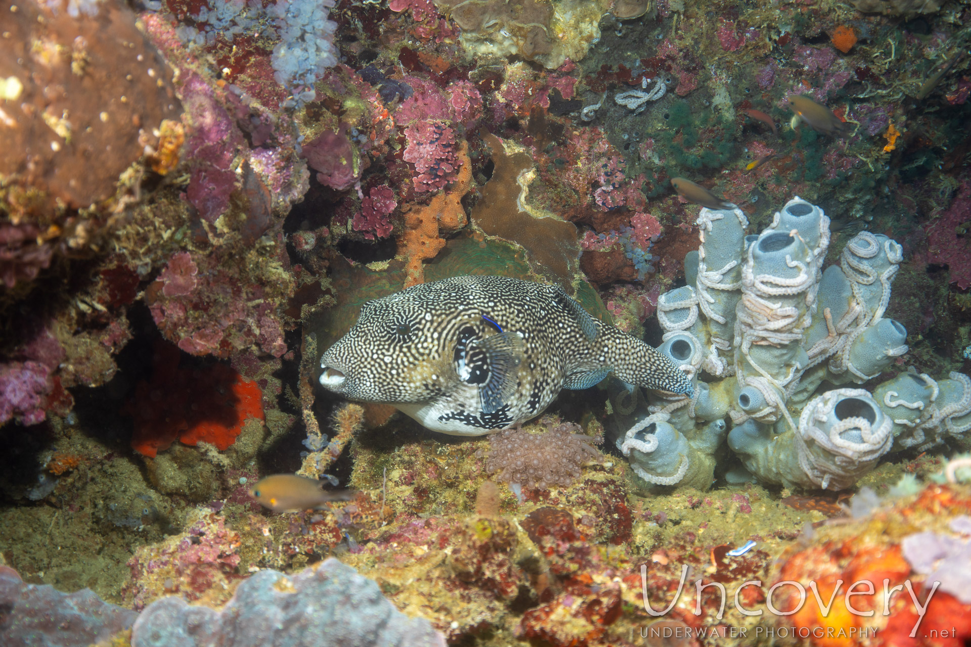 Coral, photo taken in Philippines, Negros Oriental, Apo Island, Chapel Point