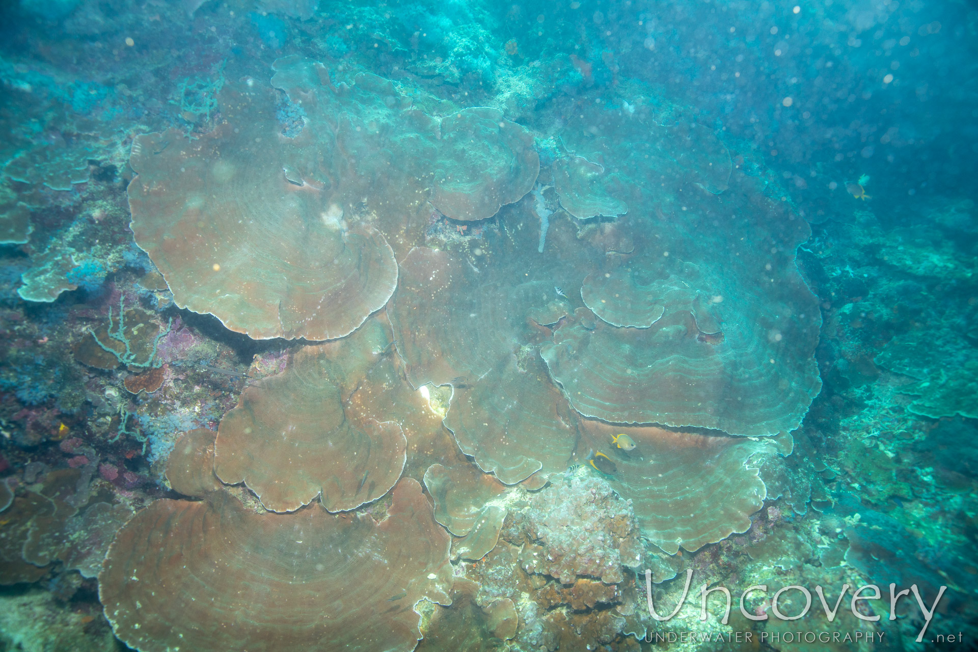 Coral, photo taken in Philippines, Negros Oriental, Apo Island, Chapel Point