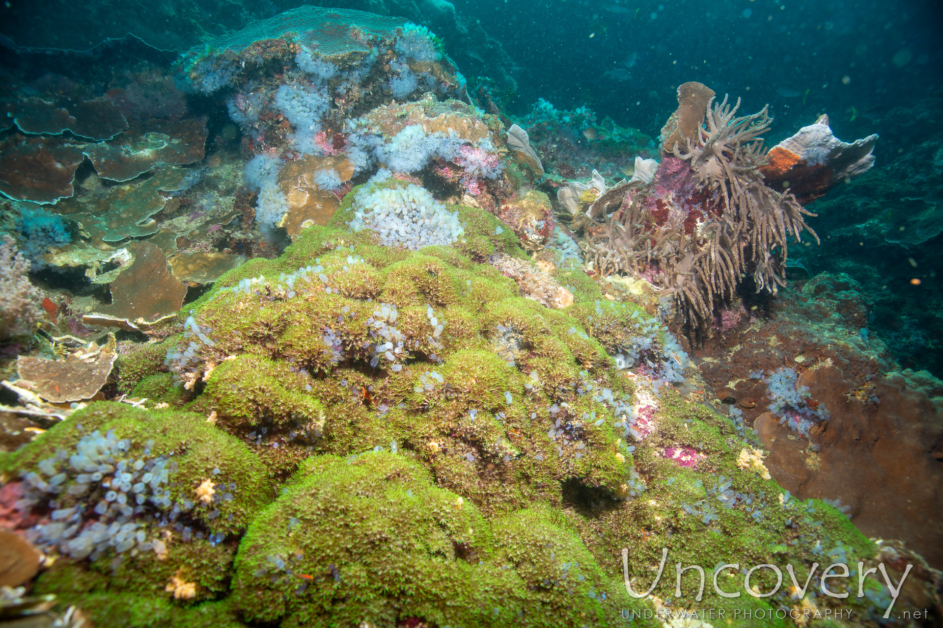 Coral, photo taken in Philippines, Negros Oriental, Apo Island, Chapel Point