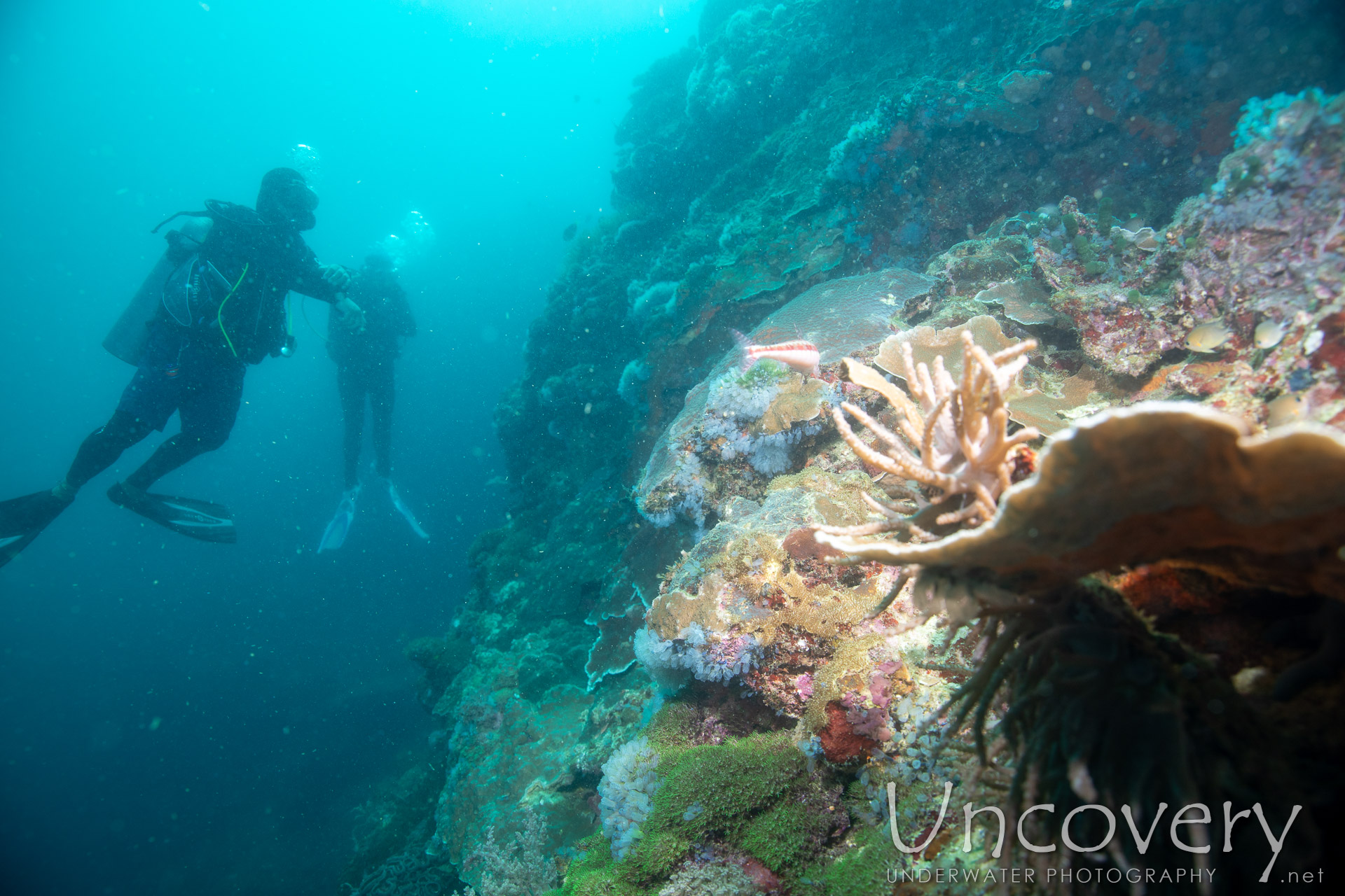 Coral, photo taken in Philippines, Negros Oriental, Apo Island, Chapel Point