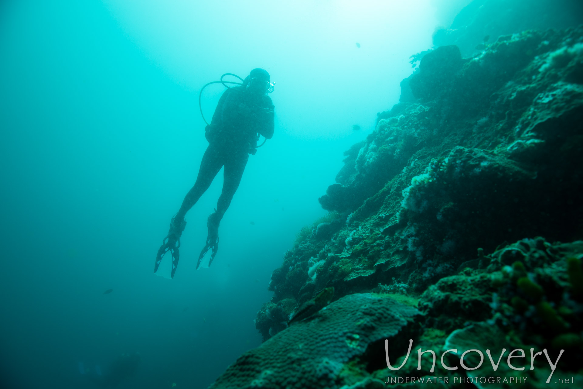 Coral, photo taken in Philippines, Negros Oriental, Apo Island, Chapel Point