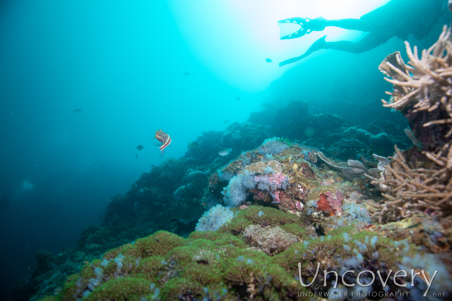 Coral, photo taken in Philippines, Negros Oriental, Apo Island, Chapel Point