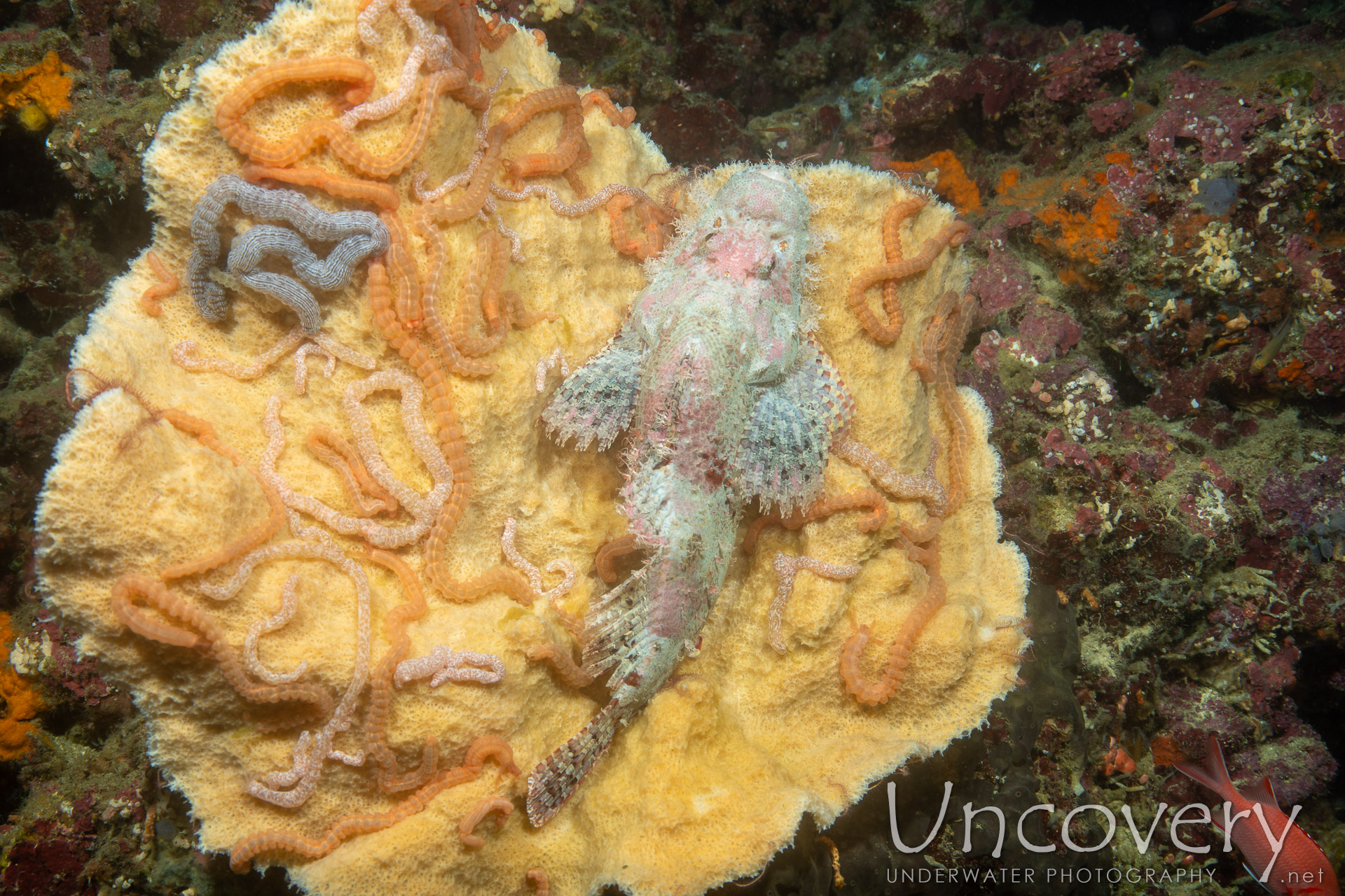 Tassled Scorpionfish (scorpaenopsis Oxycephala), photo taken in Philippines, Negros Oriental, Apo Island, Chapel Point