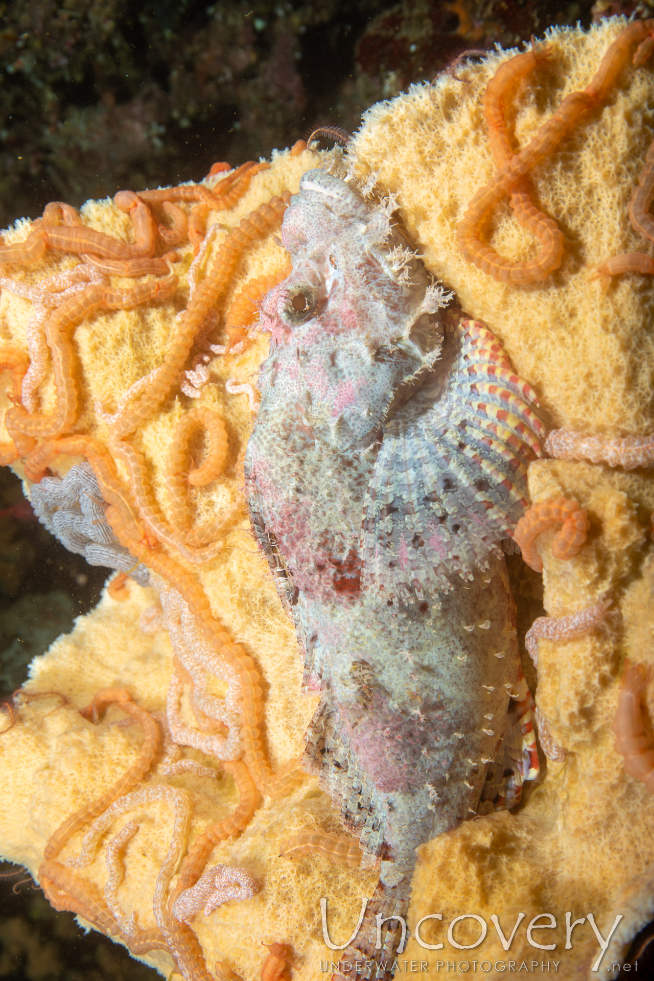 Tassled Scorpionfish (scorpaenopsis Oxycephala), photo taken in Philippines, Negros Oriental, Apo Island, Chapel Point