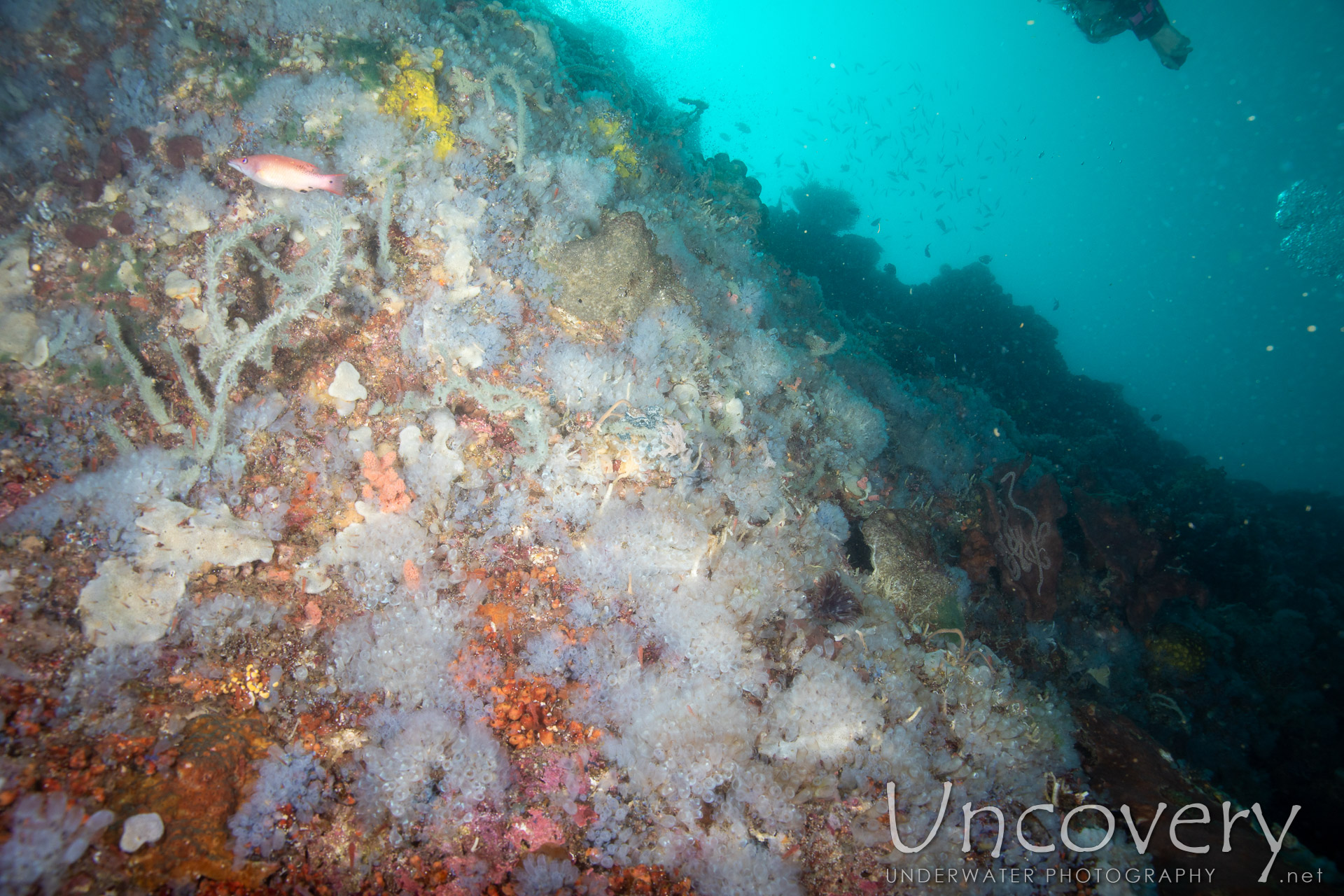 Coral, photo taken in Philippines, Negros Oriental, Apo Island, Chapel Point