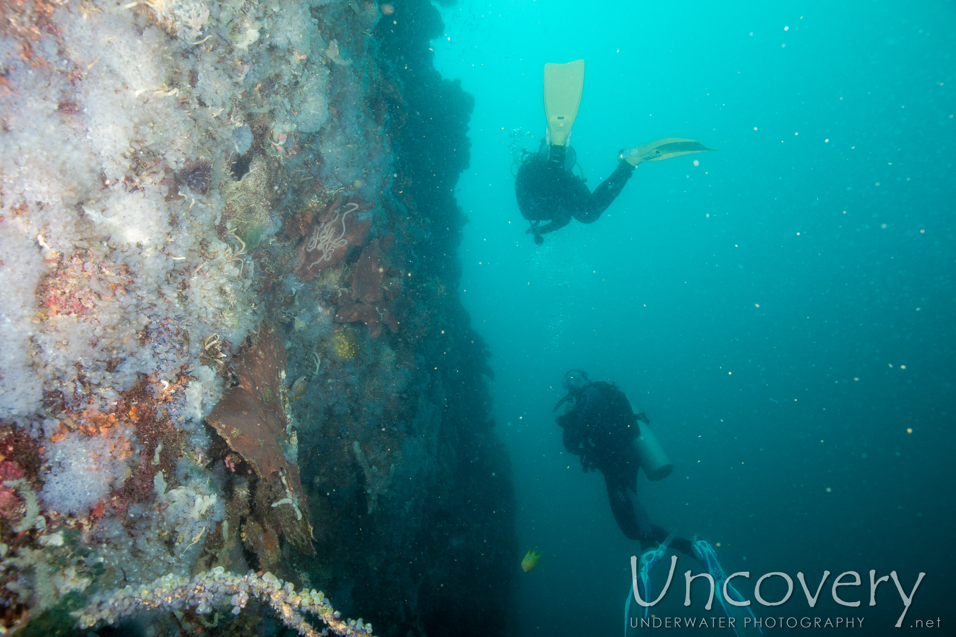 Coral, photo taken in Philippines, Negros Oriental, Apo Island, Chapel Point