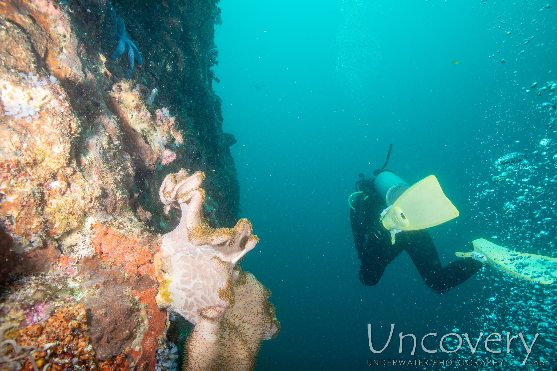 Coral, photo taken in Philippines, Negros Oriental, Apo Island, Chapel Point