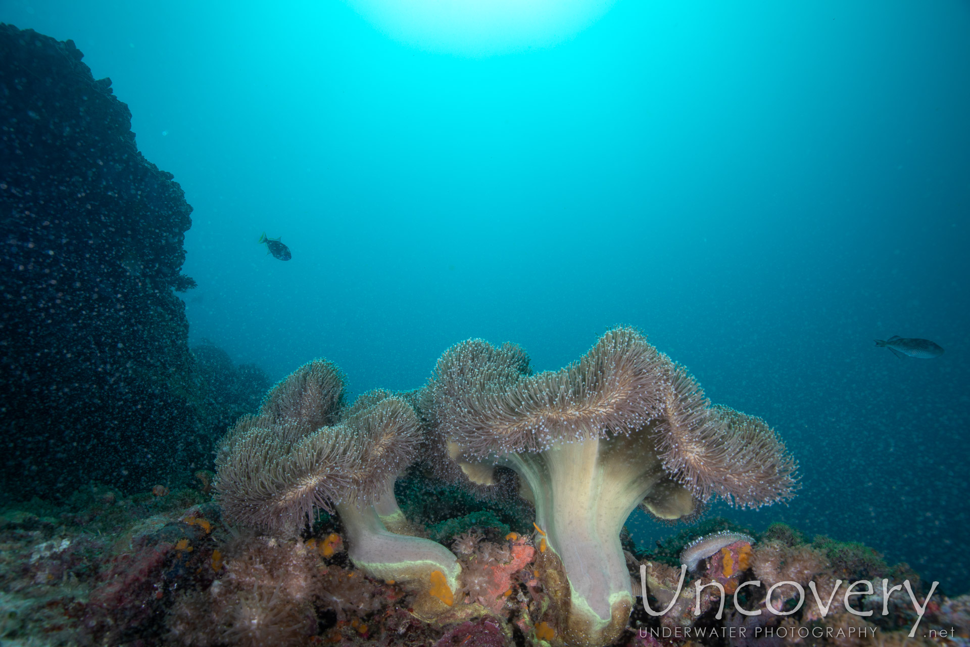 Coral, photo taken in Philippines, Negros Oriental, Apo Island, Chapel Point