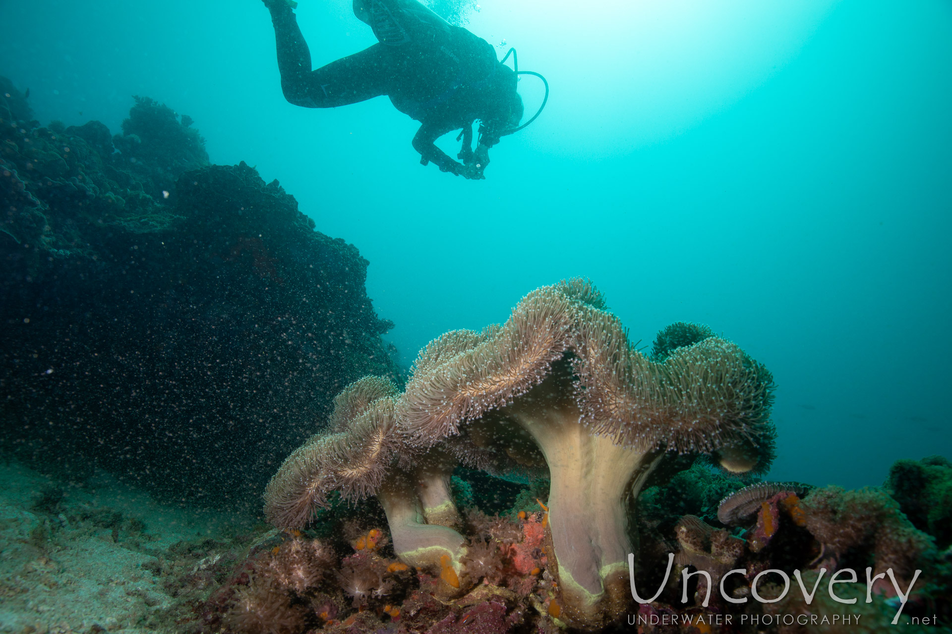 Coral, photo taken in Philippines, Negros Oriental, Apo Island, Chapel Point