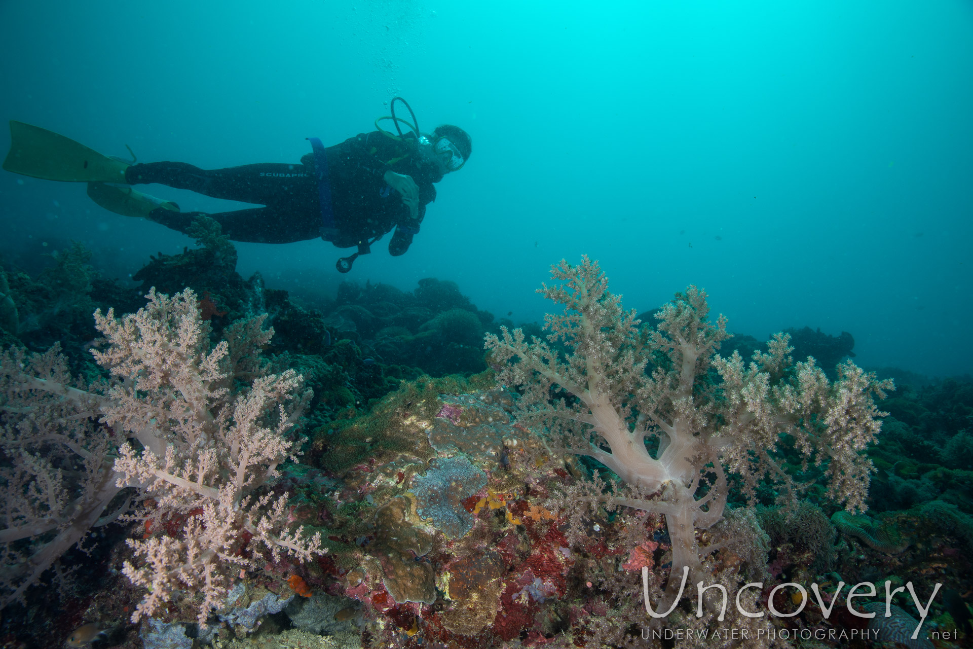 Coral, photo taken in Philippines, Negros Oriental, Apo Island, Chapel Point