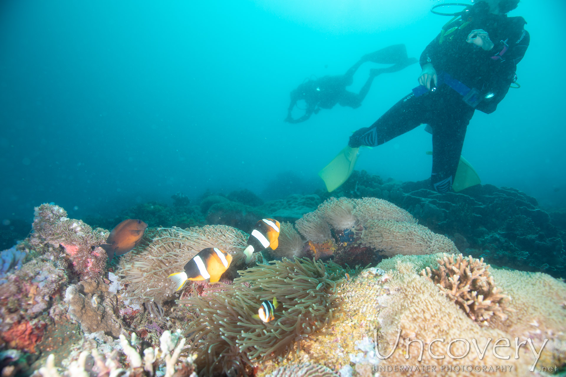 Coral, photo taken in Philippines, Negros Oriental, Apo Island, Chapel Point