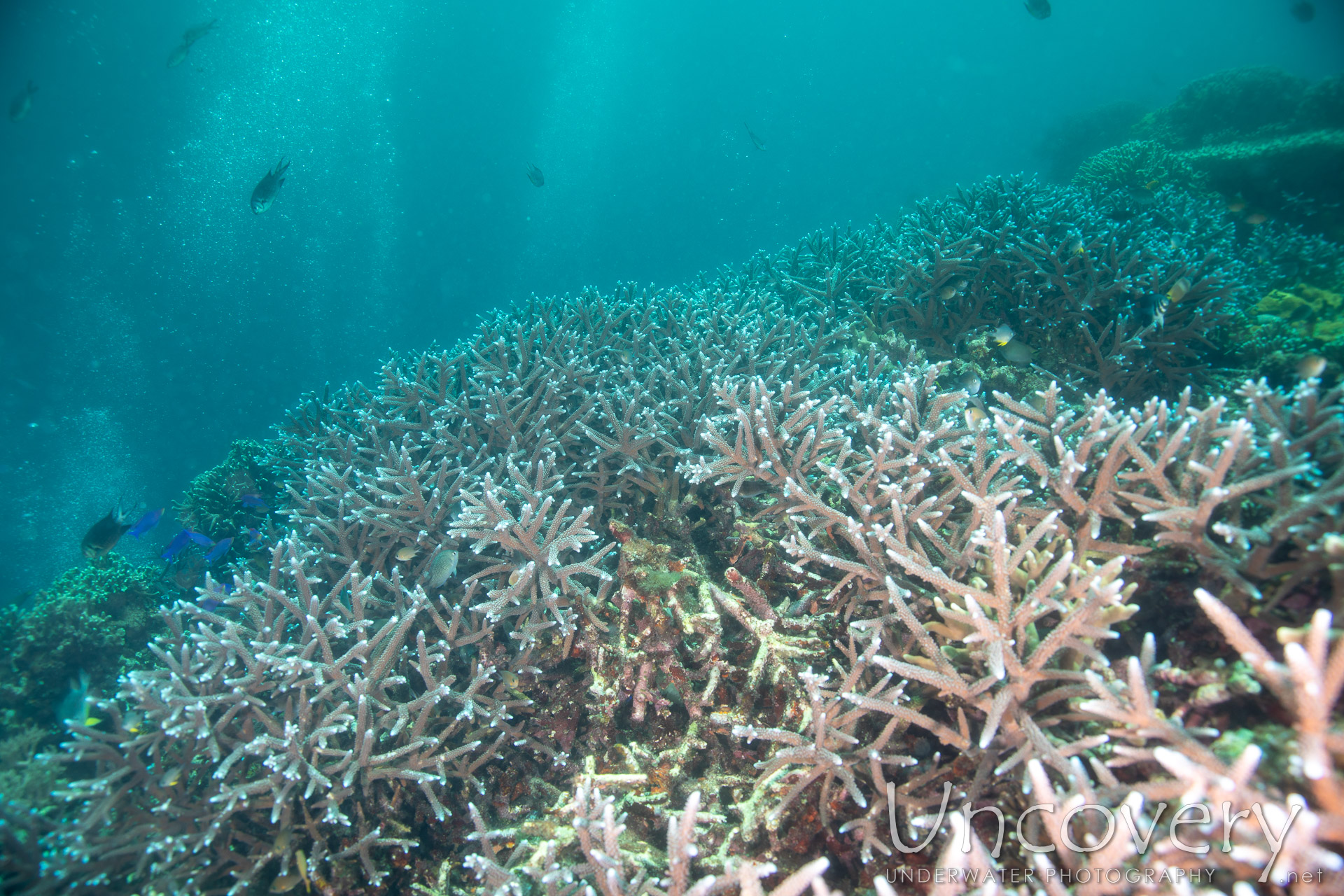 Coral, photo taken in Philippines, Negros Oriental, Apo Island, Chapel Point