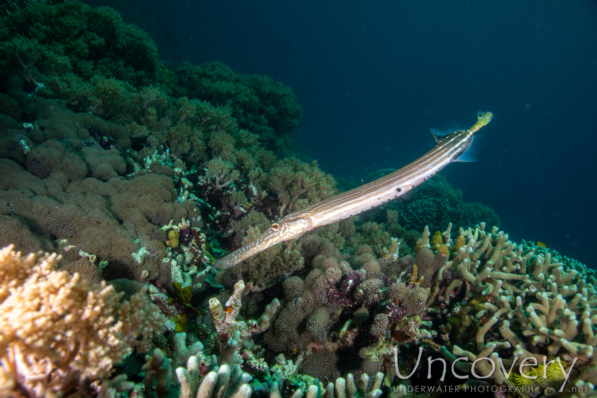 Coral, photo taken in Philippines, Negros Oriental, Apo Island, Chapel Point