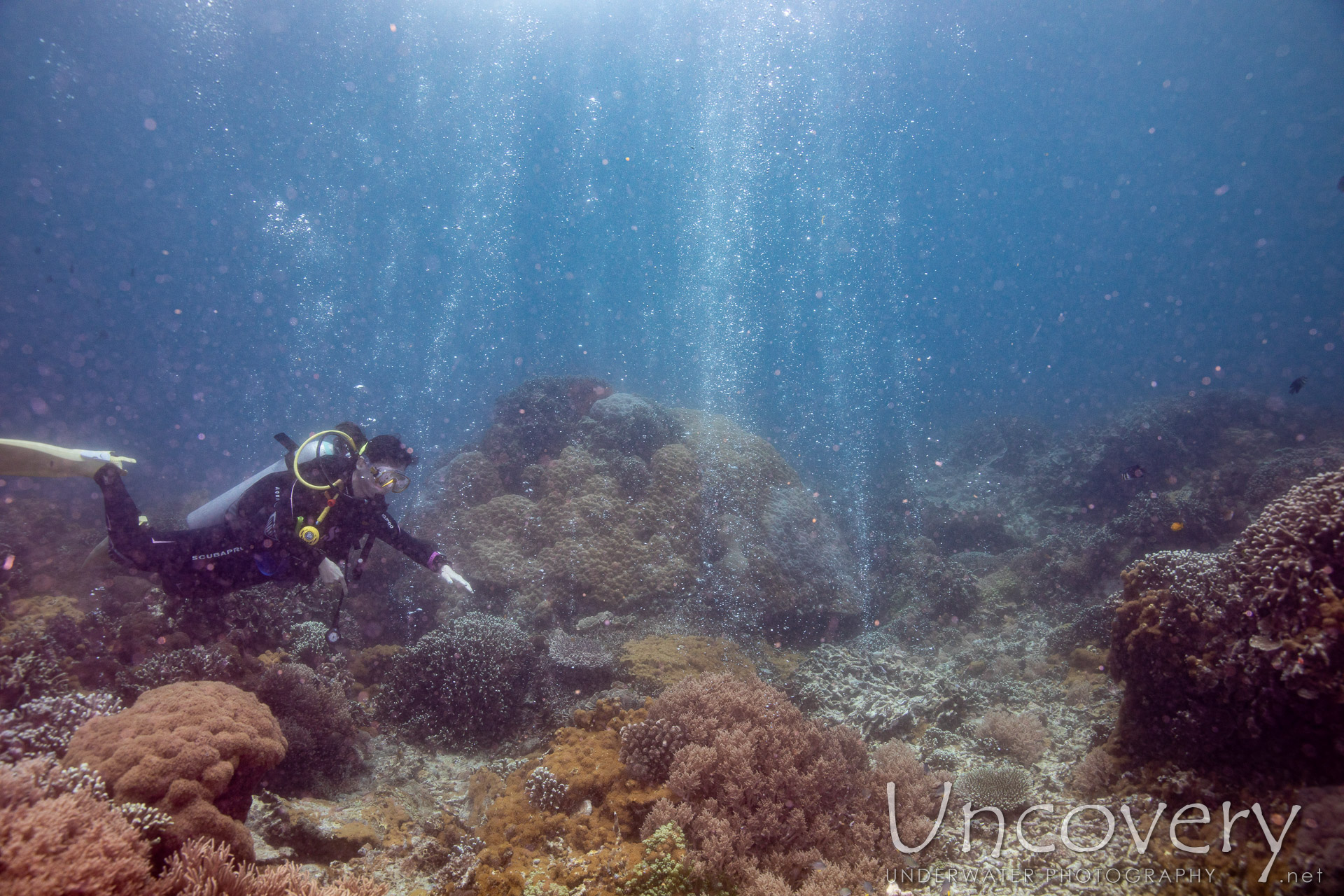 Coral, photo taken in Philippines, Negros Oriental, Apo Island, Chapel Point