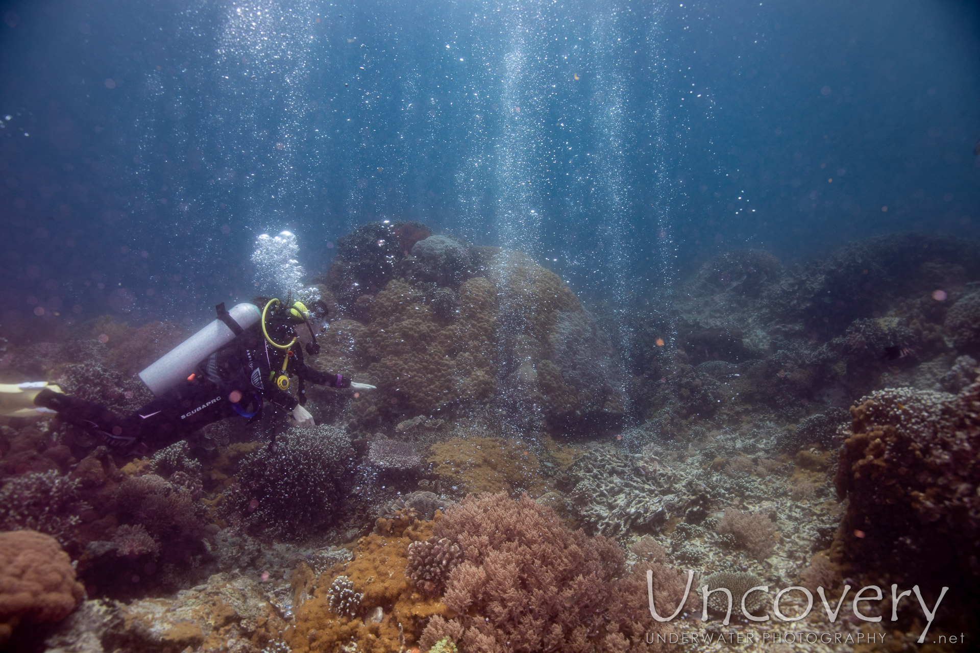 Coral, photo taken in Philippines, Negros Oriental, Apo Island, Chapel Point