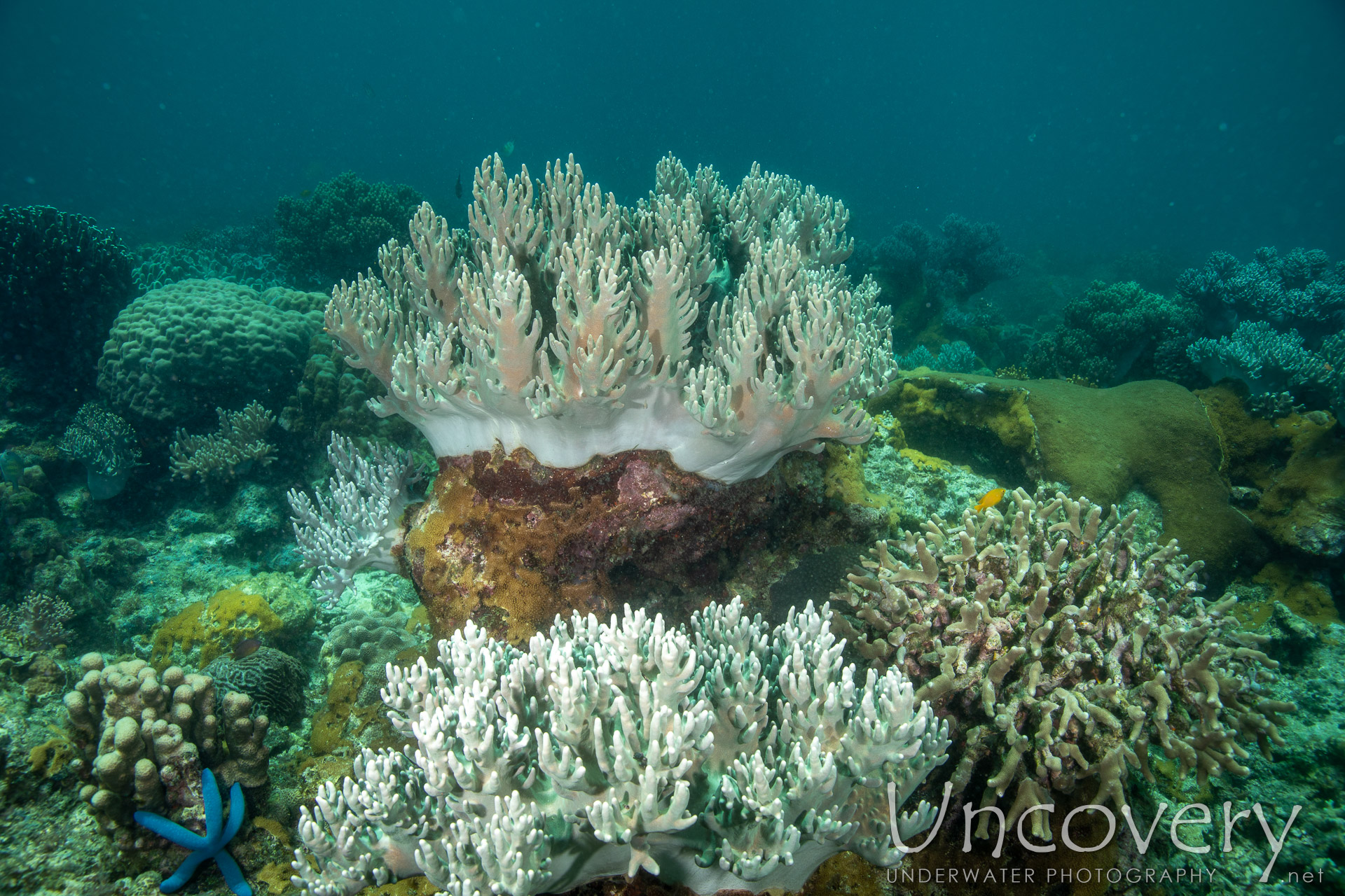 Coral, photo taken in Philippines, Negros Oriental, Apo Island, Katipanan