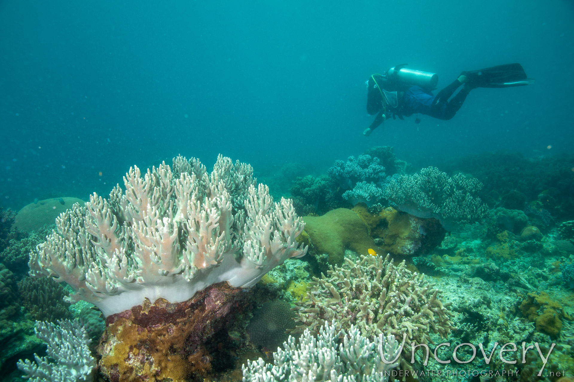 Coral, photo taken in Philippines, Negros Oriental, Apo Island, Katipanan