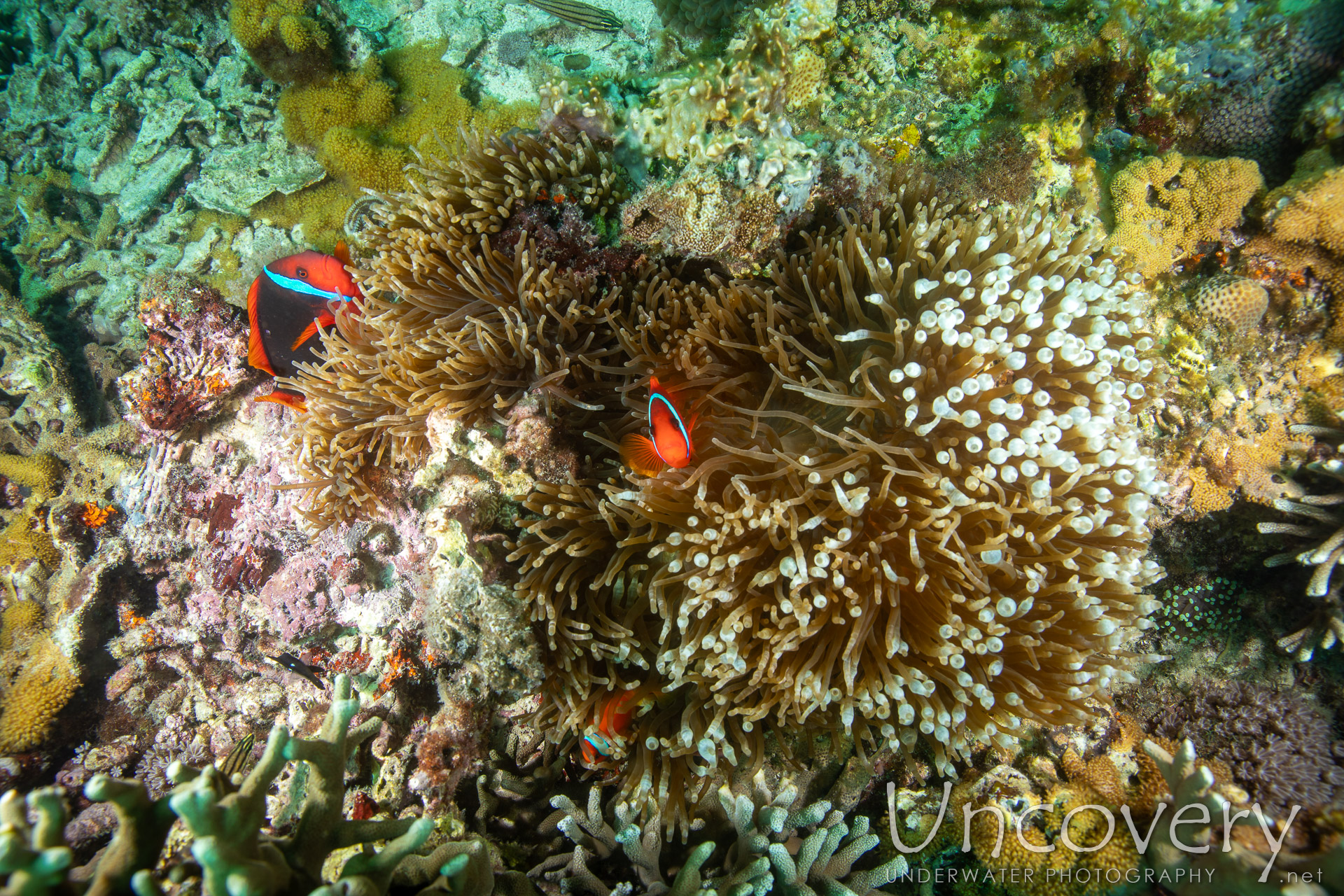 Coral, photo taken in Philippines, Negros Oriental, Apo Island, Katipanan