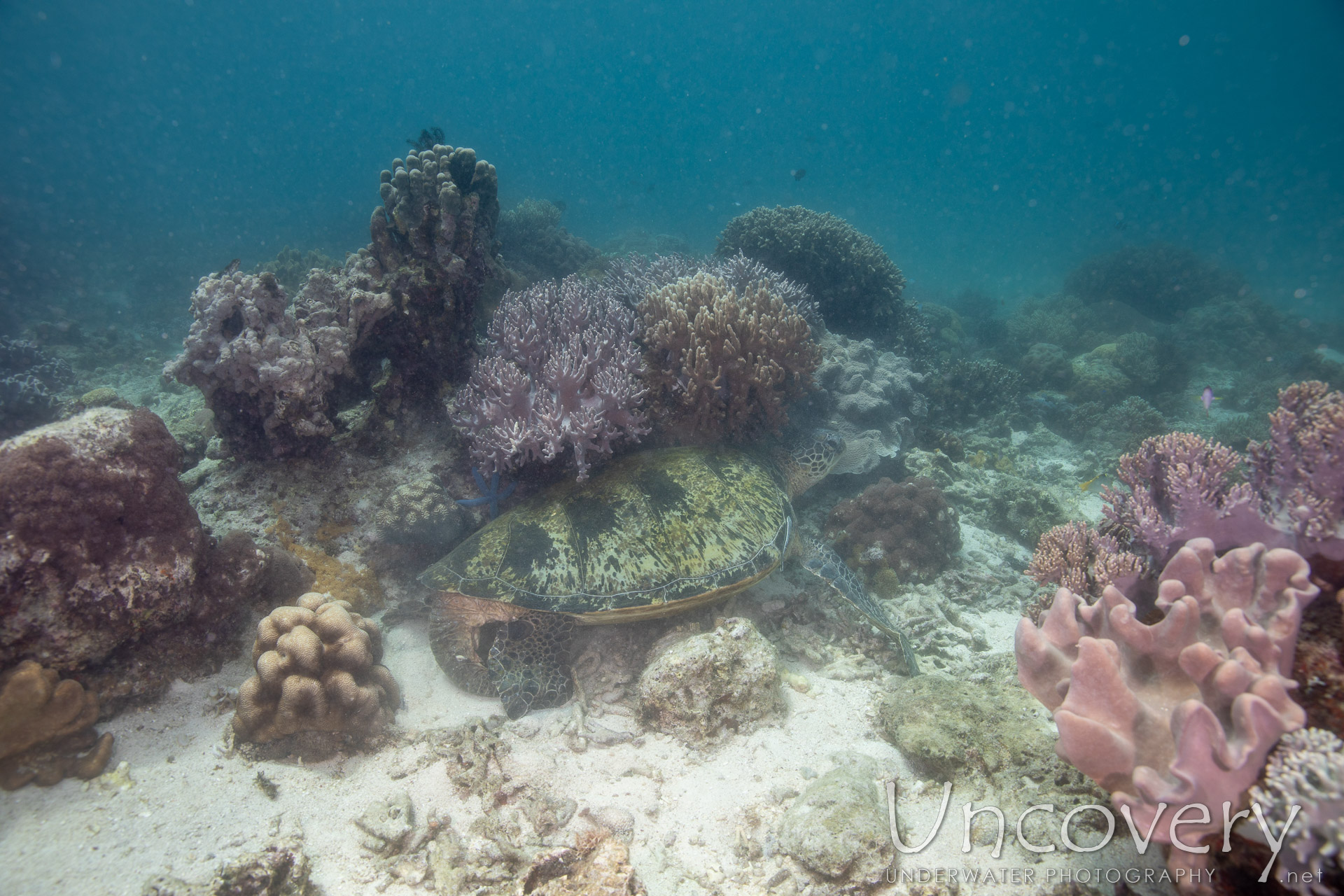 Green Sea Turtle (chelonia Mydas), photo taken in Philippines, Negros Oriental, Apo Island, Katipanan