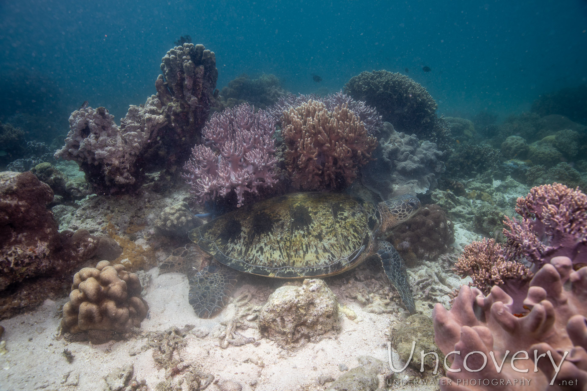 Green Sea Turtle (chelonia Mydas), photo taken in Philippines, Negros Oriental, Apo Island, Katipanan