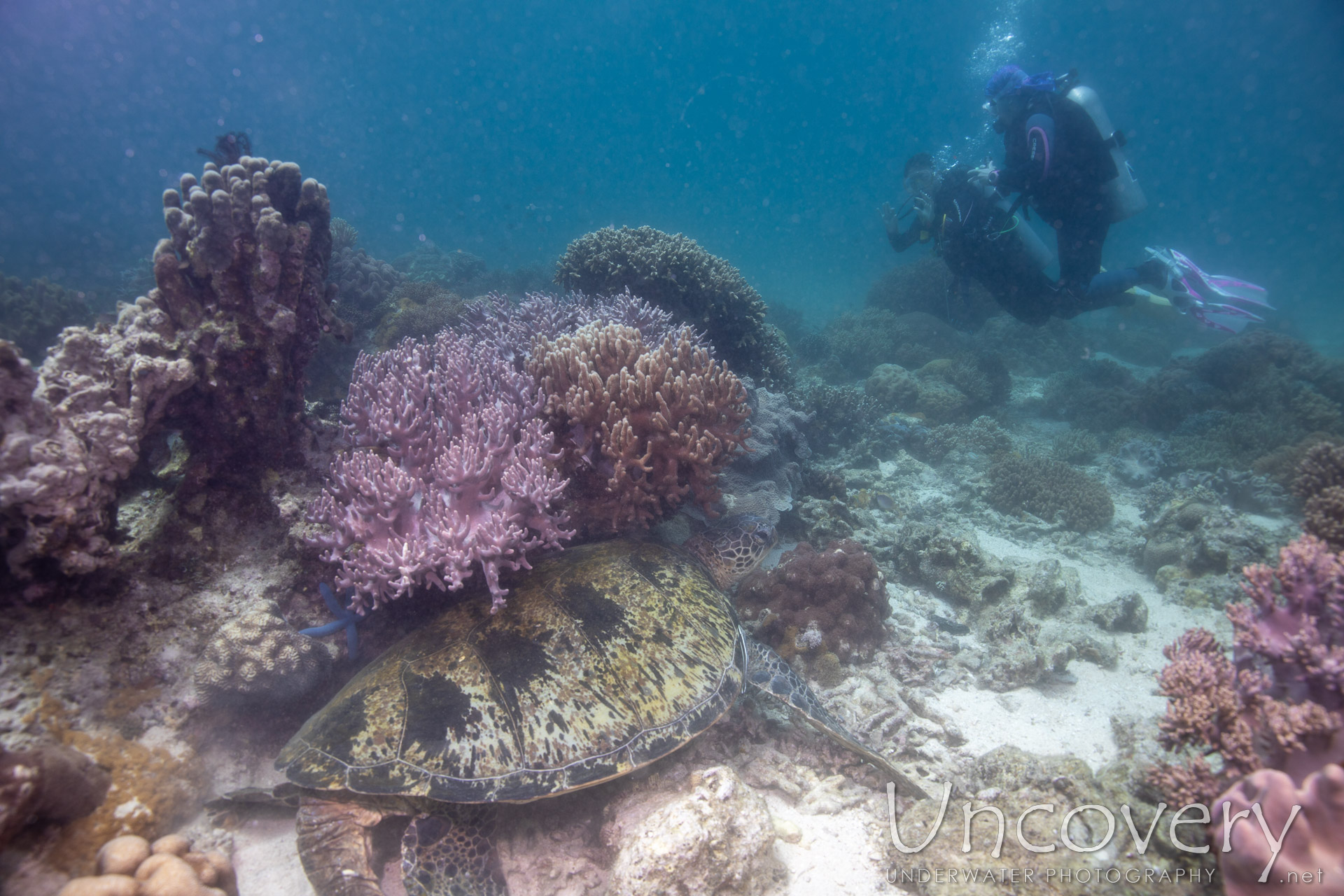 Green Sea Turtle (chelonia Mydas), photo taken in Philippines, Negros Oriental, Apo Island, Katipanan