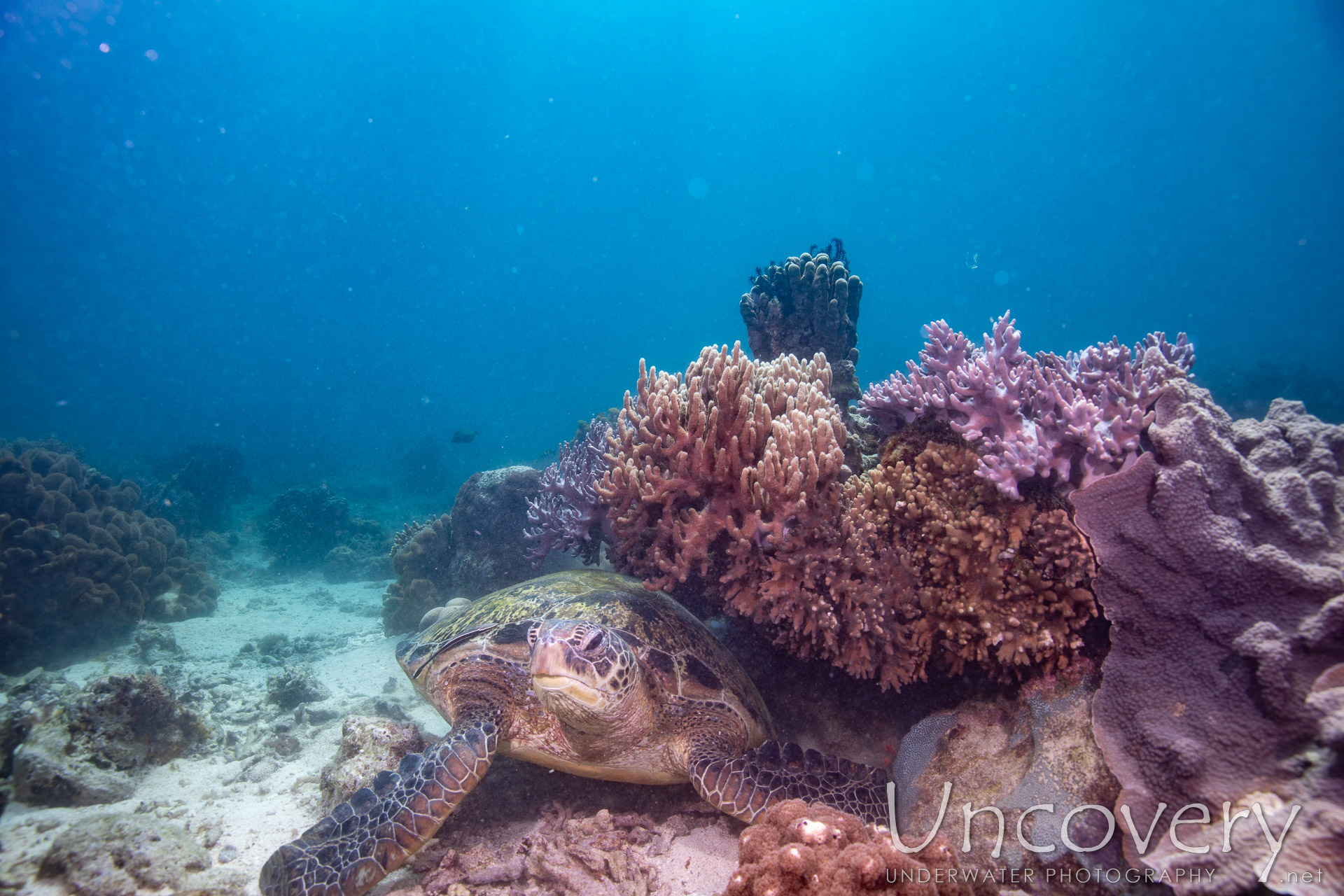 Green Sea Turtle (chelonia Mydas), photo taken in Philippines, Negros Oriental, Apo Island, Katipanan