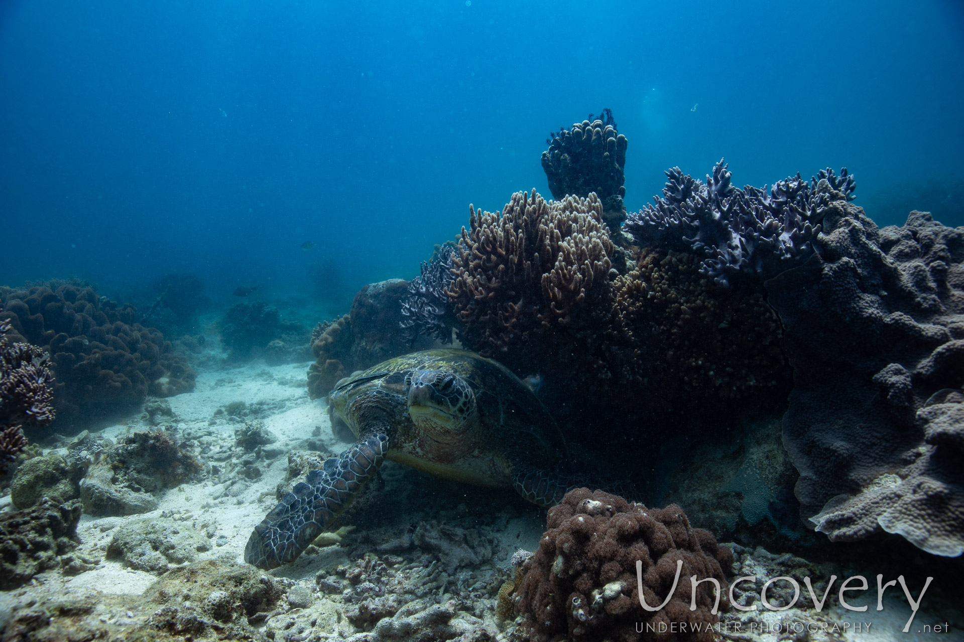 Green Sea Turtle (chelonia Mydas), photo taken in Philippines, Negros Oriental, Apo Island, Katipanan