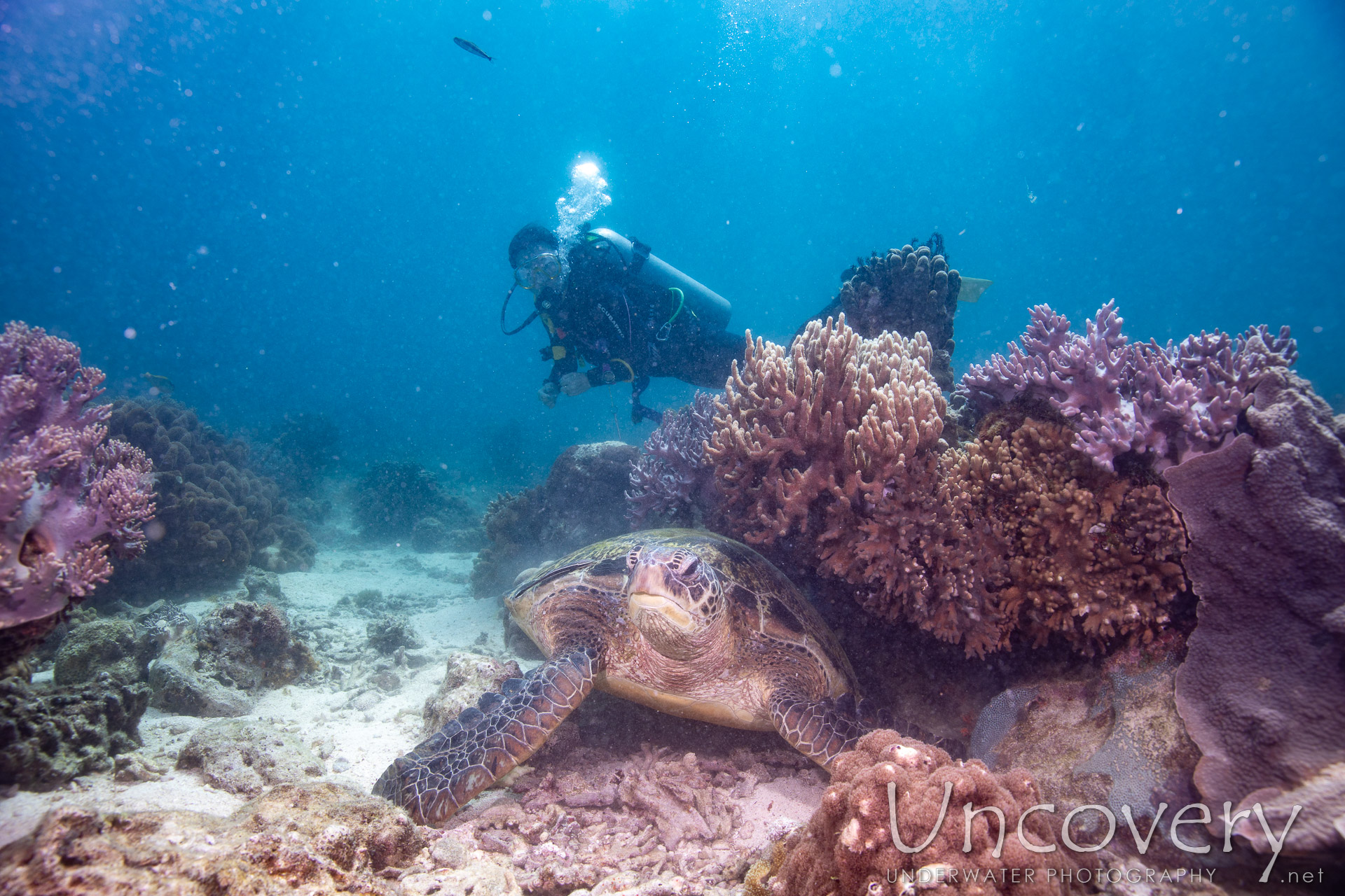 Green Sea Turtle (chelonia Mydas), photo taken in Philippines, Negros Oriental, Apo Island, Katipanan