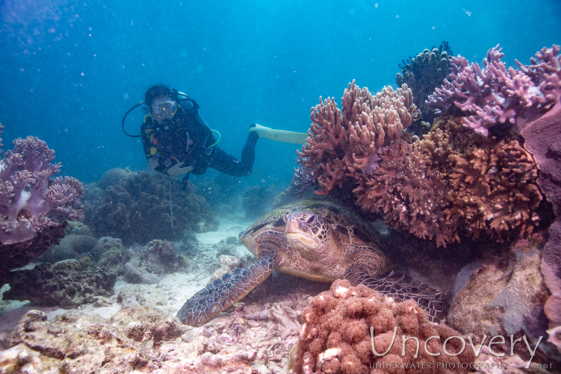 Green Sea Turtle (chelonia Mydas), photo taken in Philippines, Negros Oriental, Apo Island, Katipanan