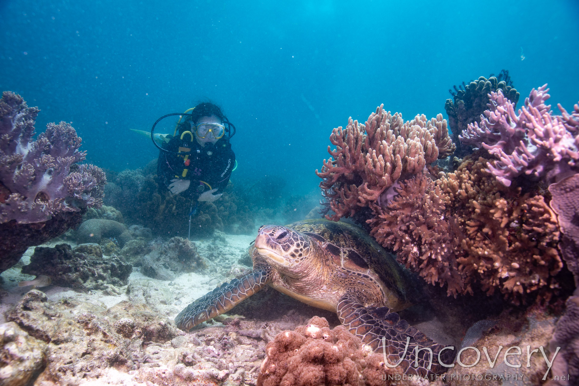 Green Sea Turtle (chelonia Mydas), photo taken in Philippines, Negros Oriental, Apo Island, Katipanan