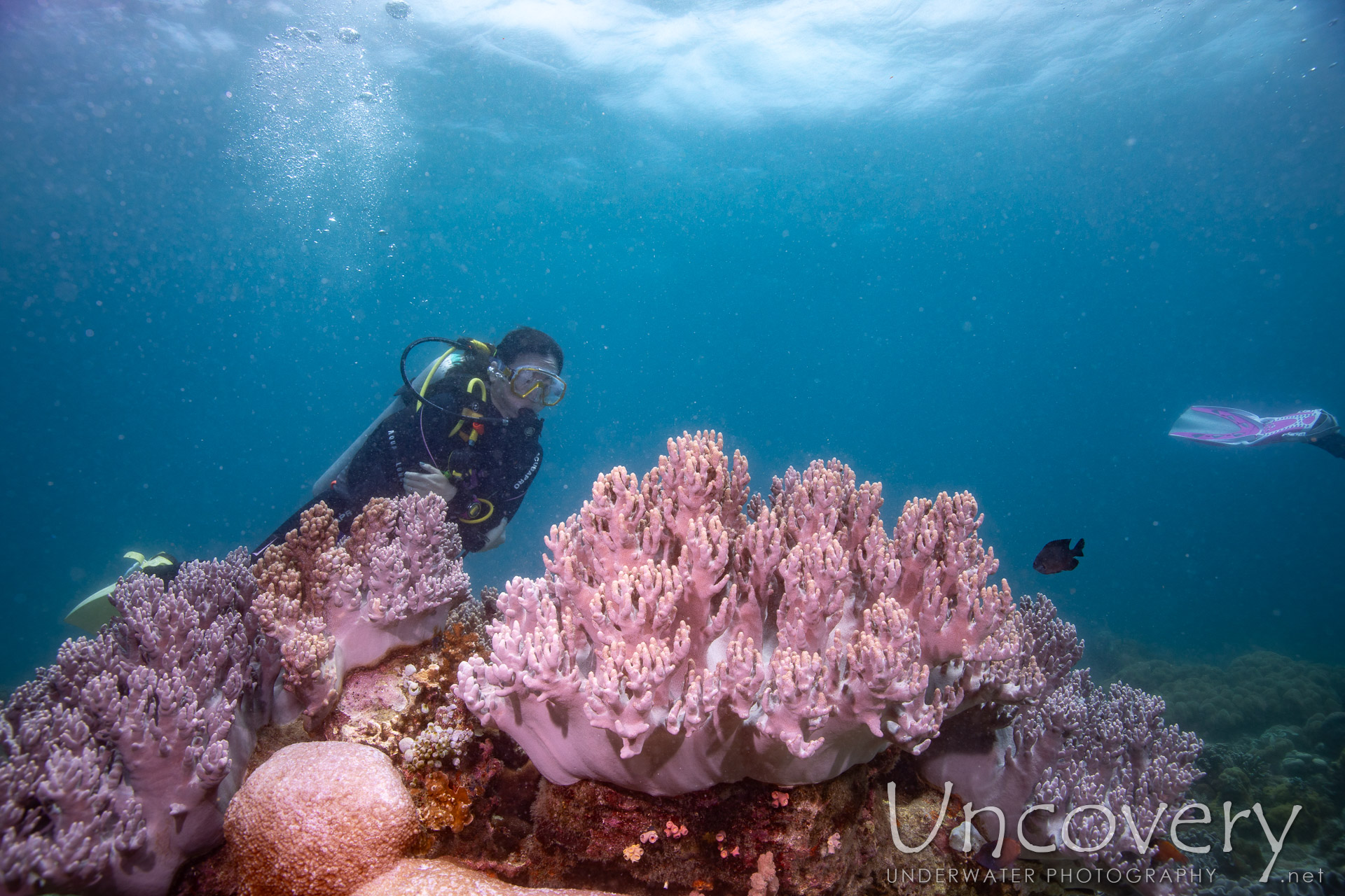 Coral, photo taken in Philippines, Negros Oriental, Apo Island, Katipanan