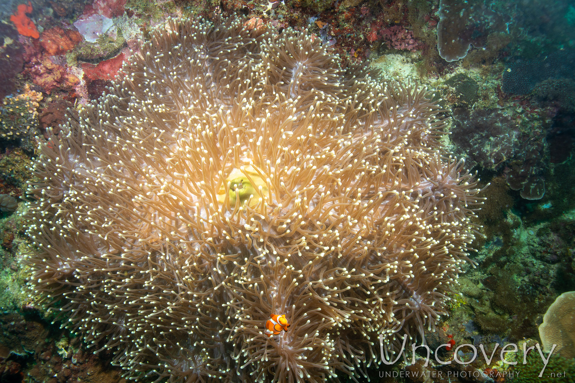 Coral, photo taken in Philippines, Negros Oriental, Apo Island, Katipanan