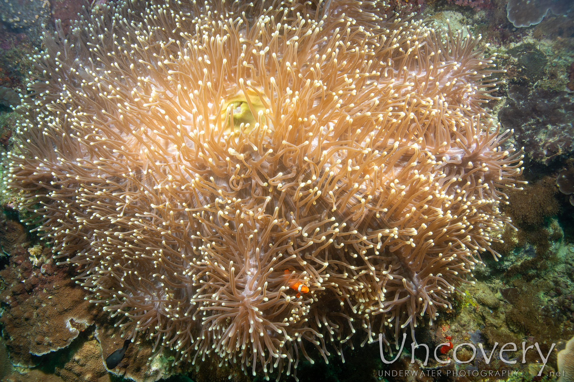 Coral, photo taken in Philippines, Negros Oriental, Apo Island, Katipanan