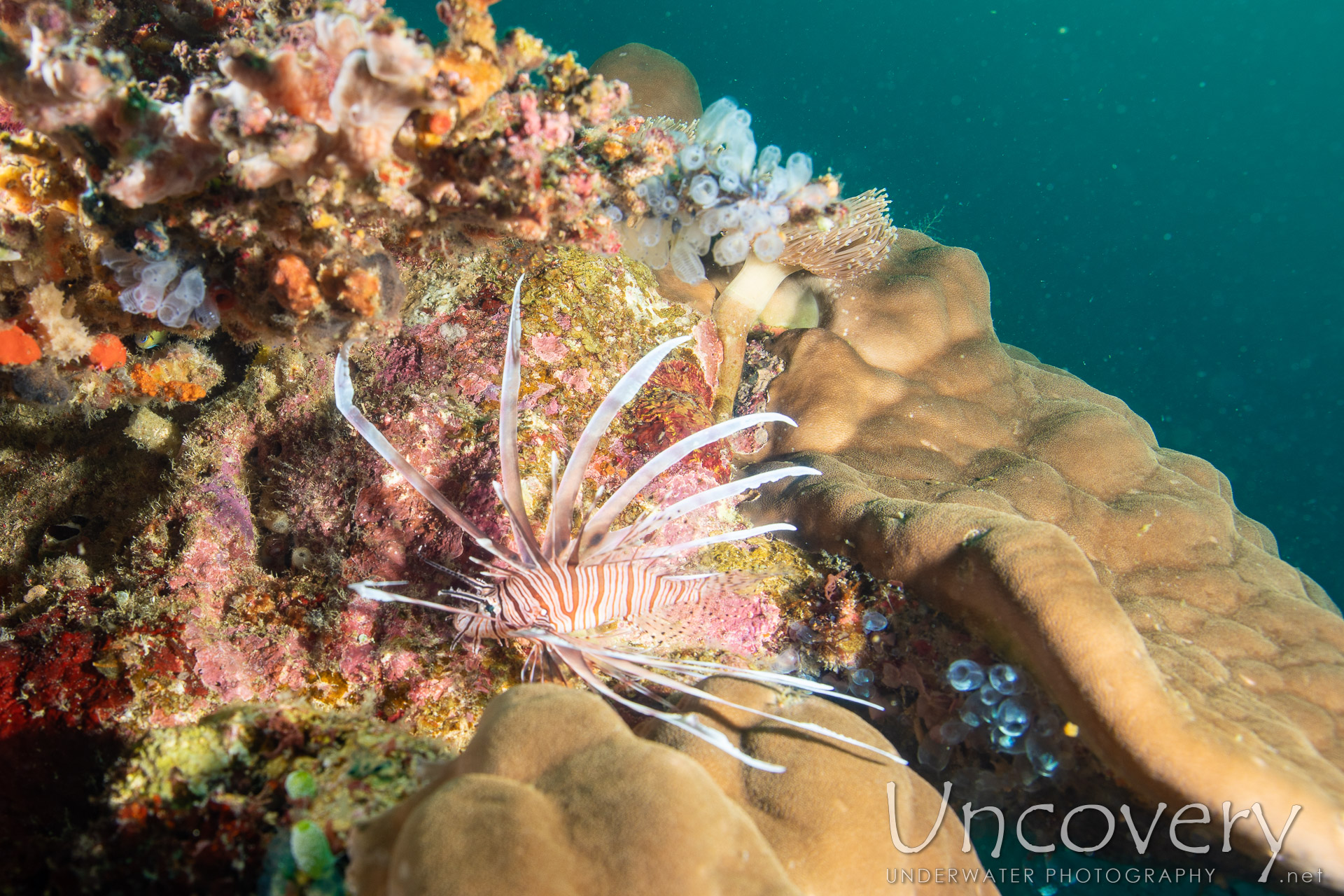 Coral, photo taken in Philippines, Negros Oriental, Apo Island, Katipanan