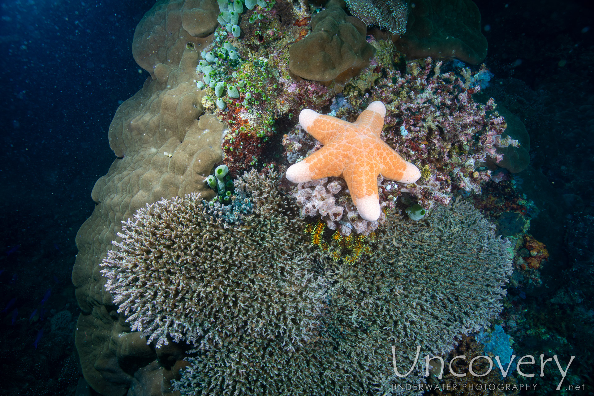 Coral, photo taken in Philippines, Negros Oriental, Apo Island, Katipanan