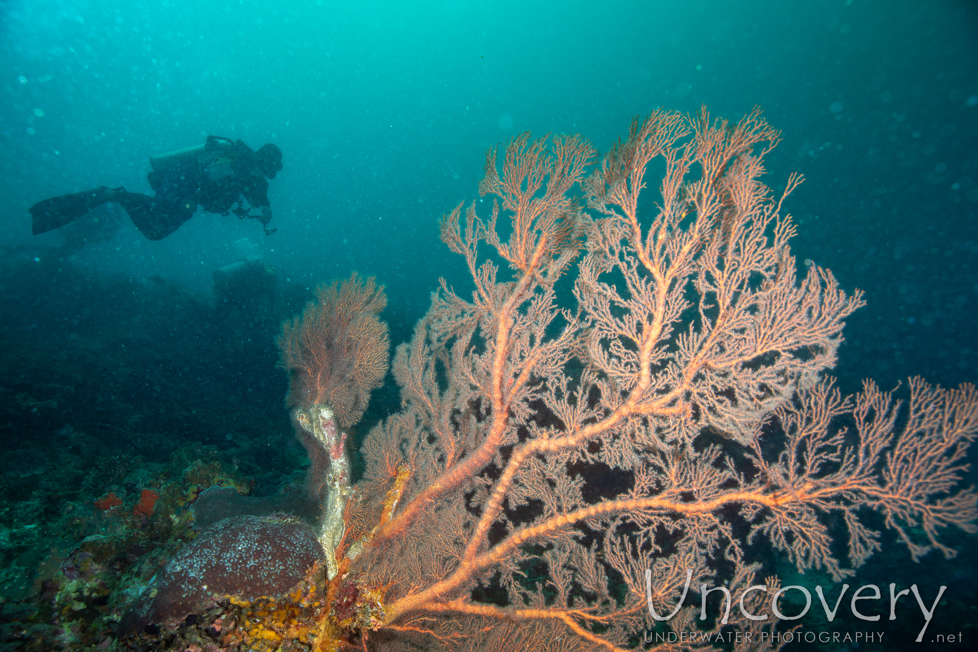 Coral, photo taken in Philippines, Negros Oriental, Apo Island, Katipanan