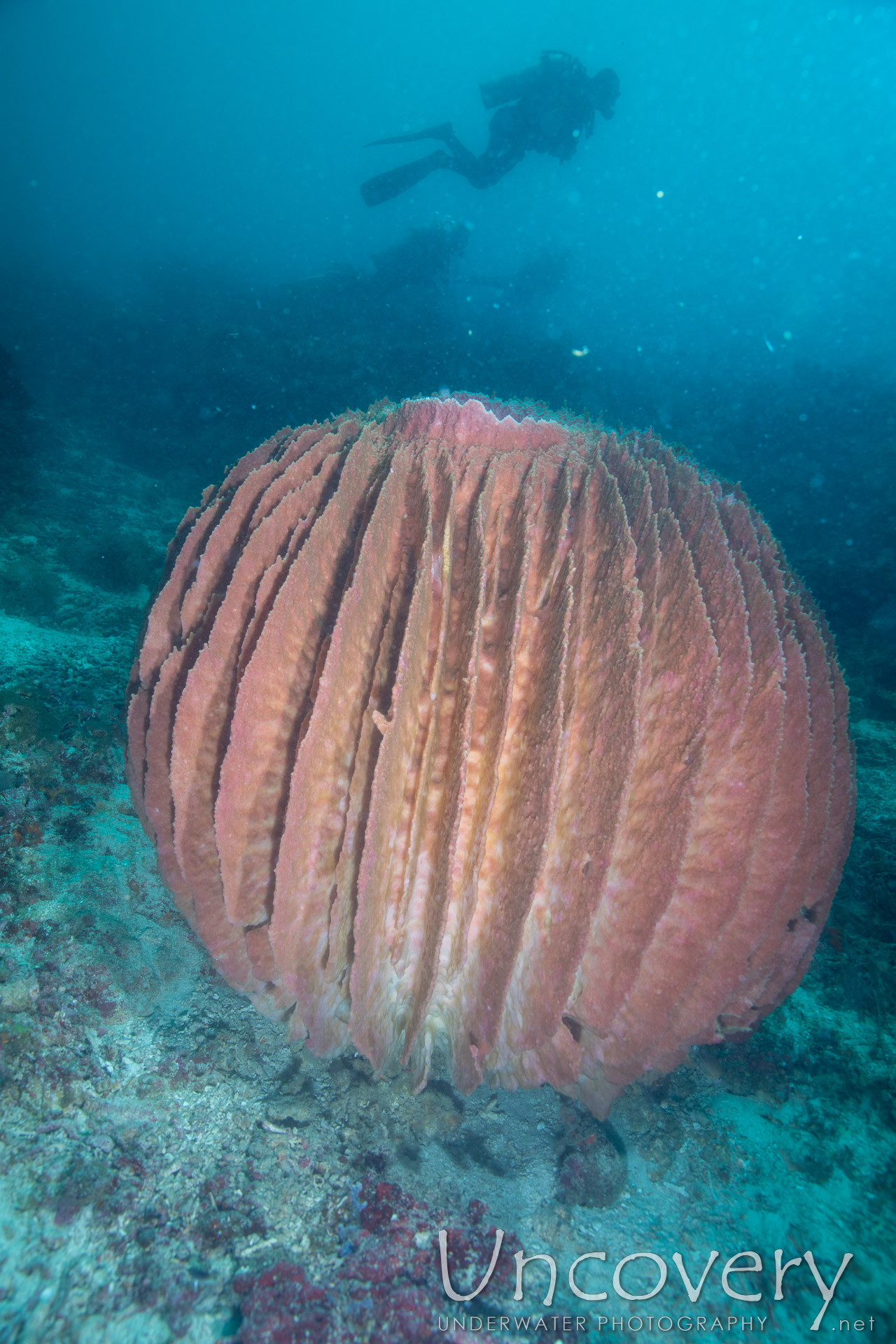 Coral, photo taken in Philippines, Negros Oriental, Apo Island, Katipanan