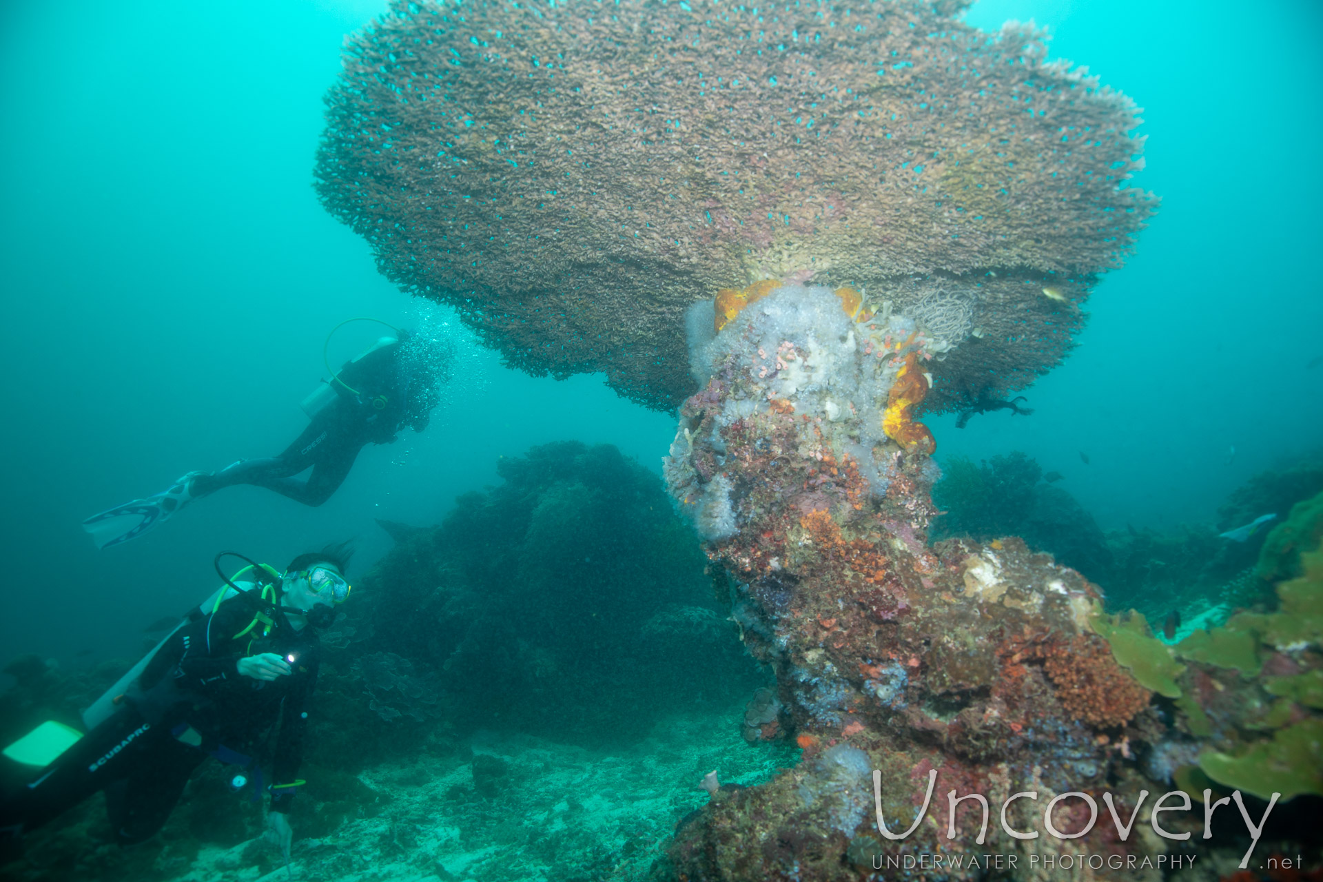 Coral, photo taken in Philippines, Negros Oriental, Apo Island, Katipanan