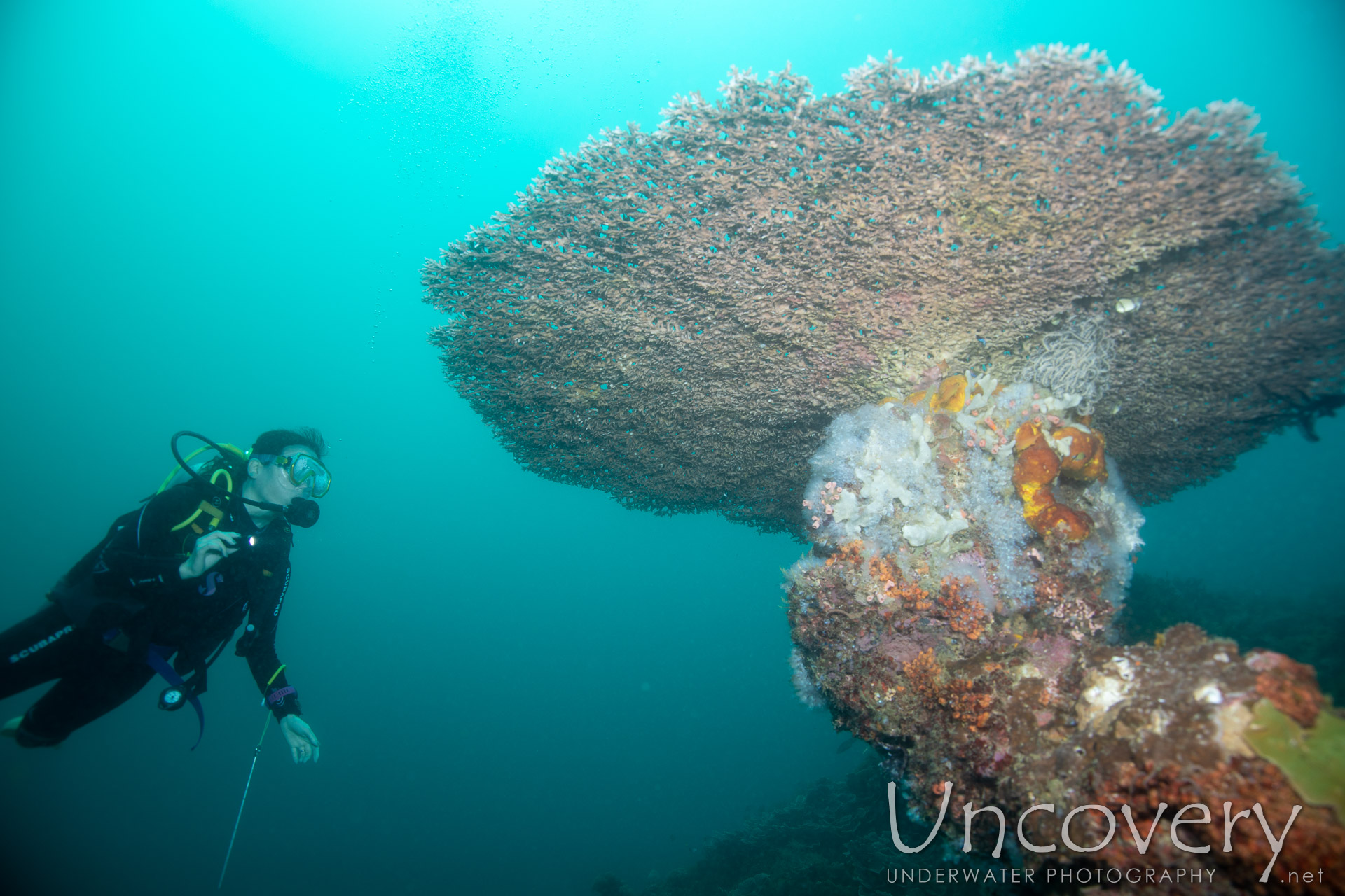 Coral, photo taken in Philippines, Negros Oriental, Apo Island, Katipanan